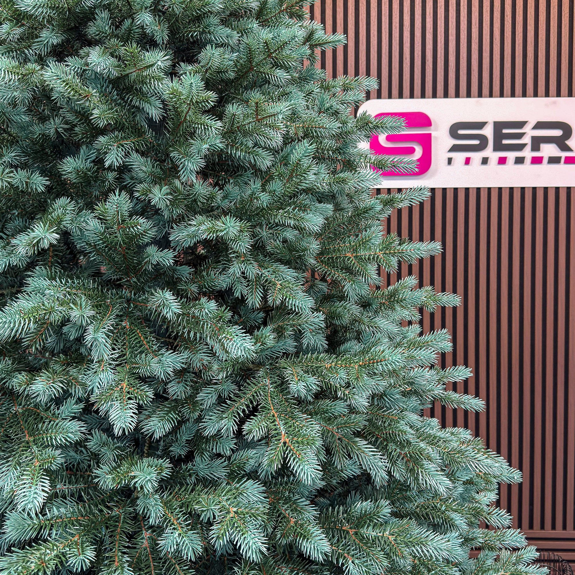 Brad artificial Christmas Deluxe by Sersimo, Alaska Select verde argintiu, integral 3D, 300 cm