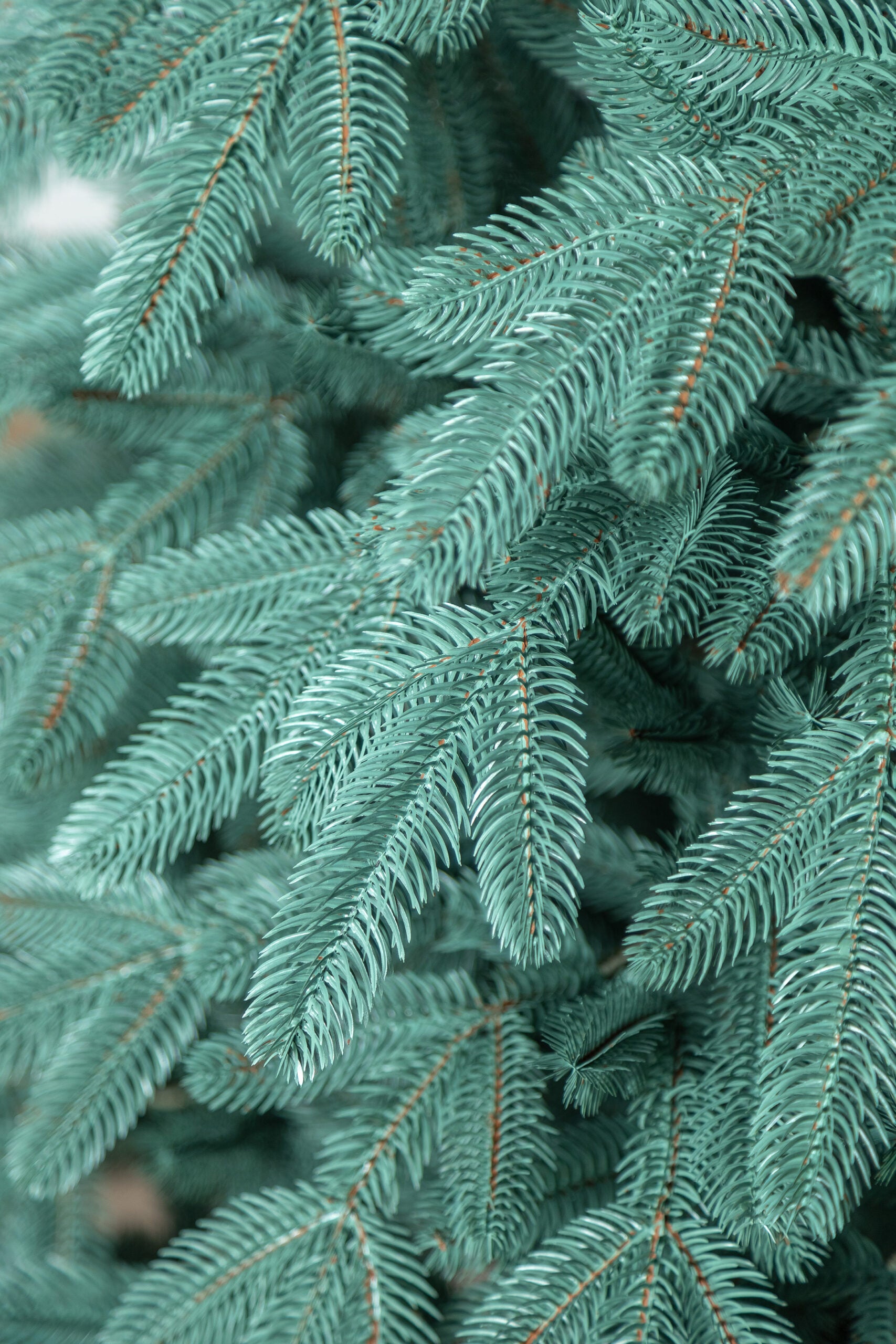 Brad artificial Christmas Deluxe by Sersimo, Laponia Select argintiu, integral 3D, 250cm