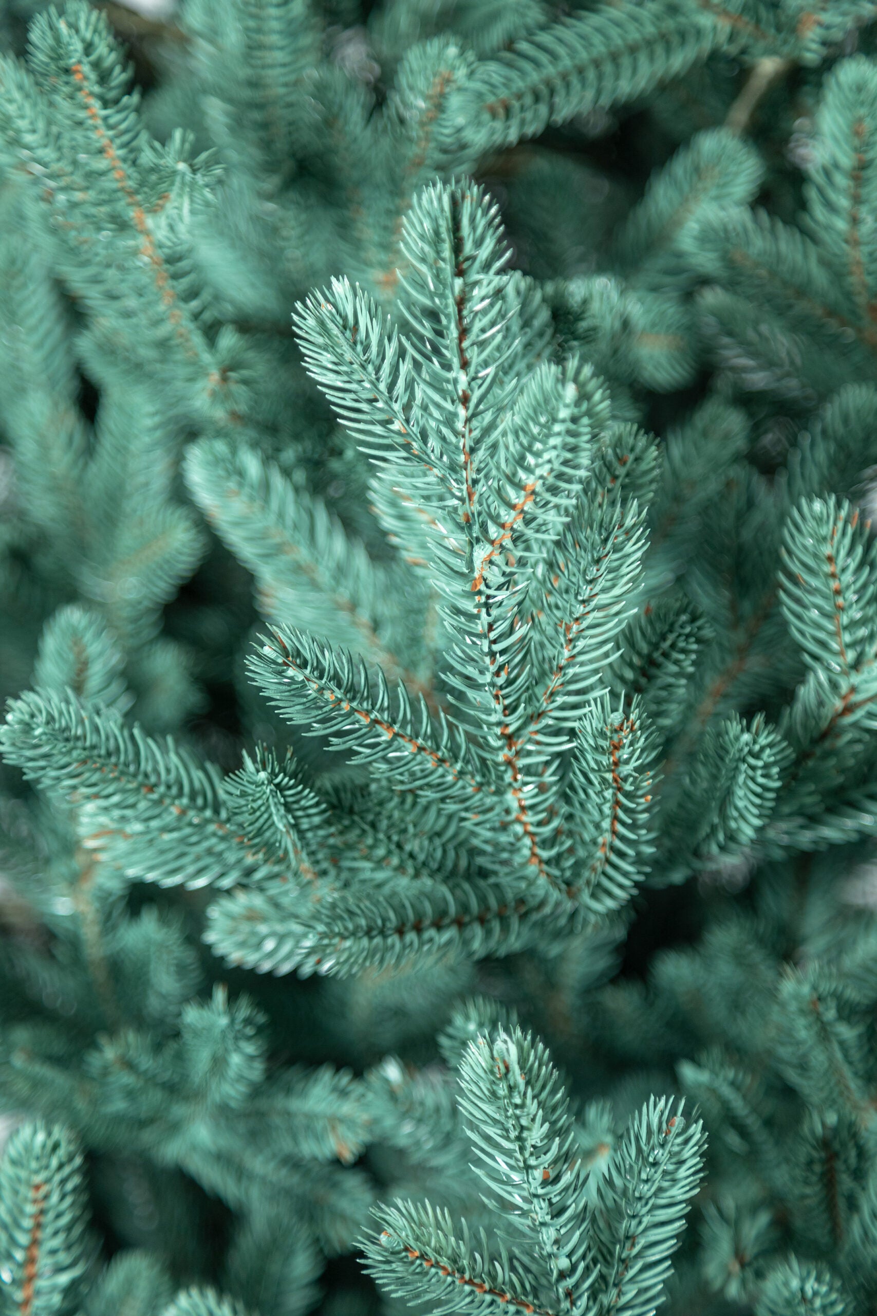 Brad artificial Christmas Deluxe by Sersimo, Viena Select argintiu, integral 3D, 210cm