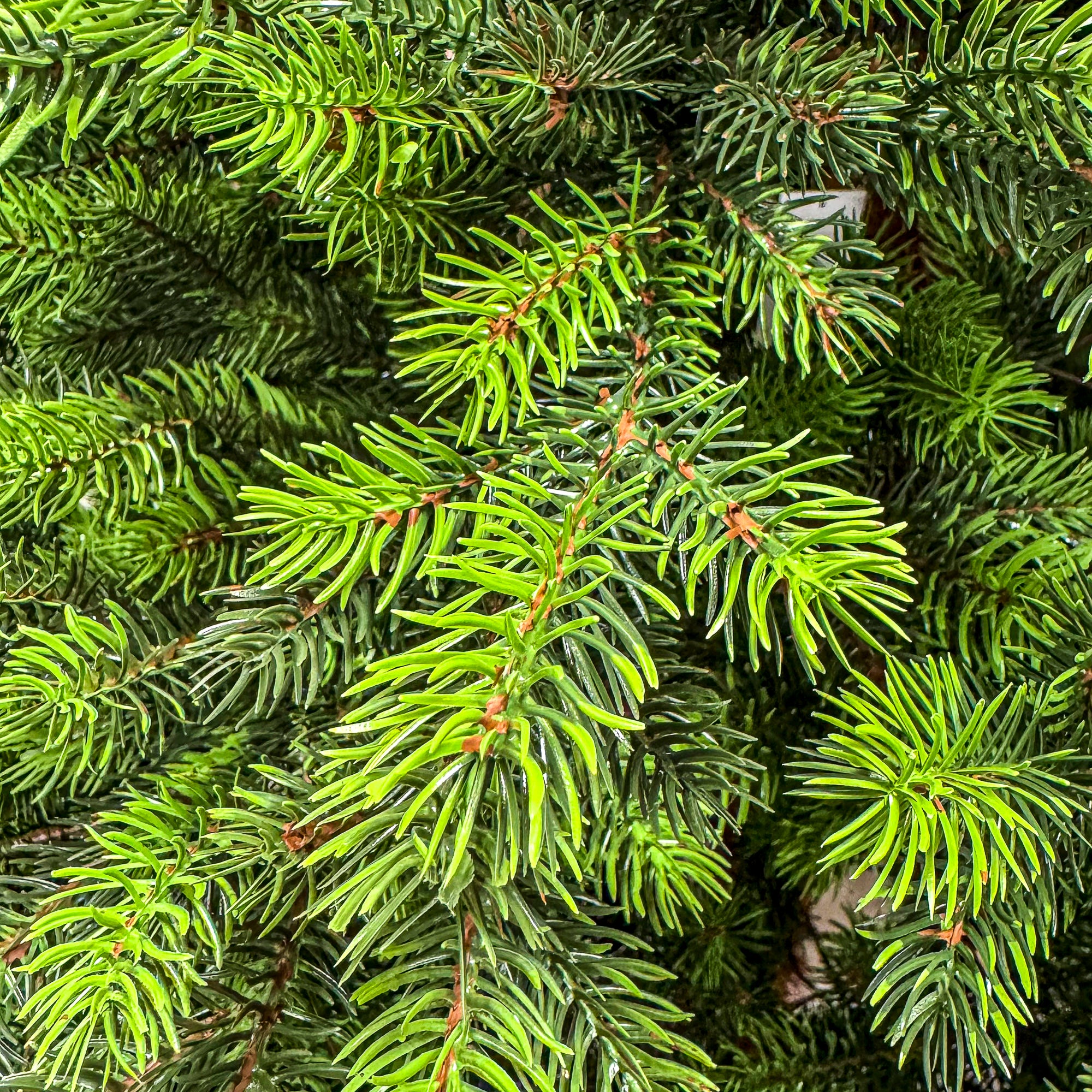 Brad artificial Sersimo, Hollandia, verde cu varfuri verzi, integral 3D, 230 cm