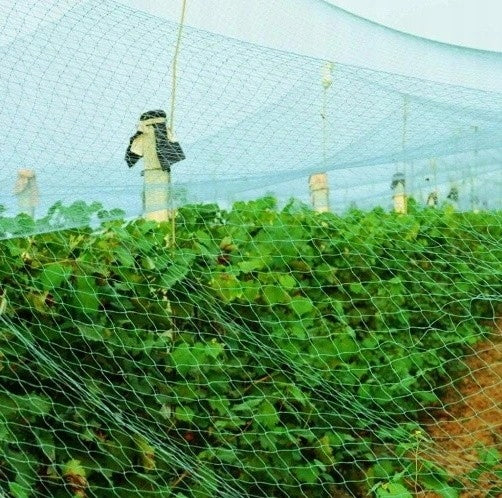 Plasa anti pasari 5x50m din polietilena, verde