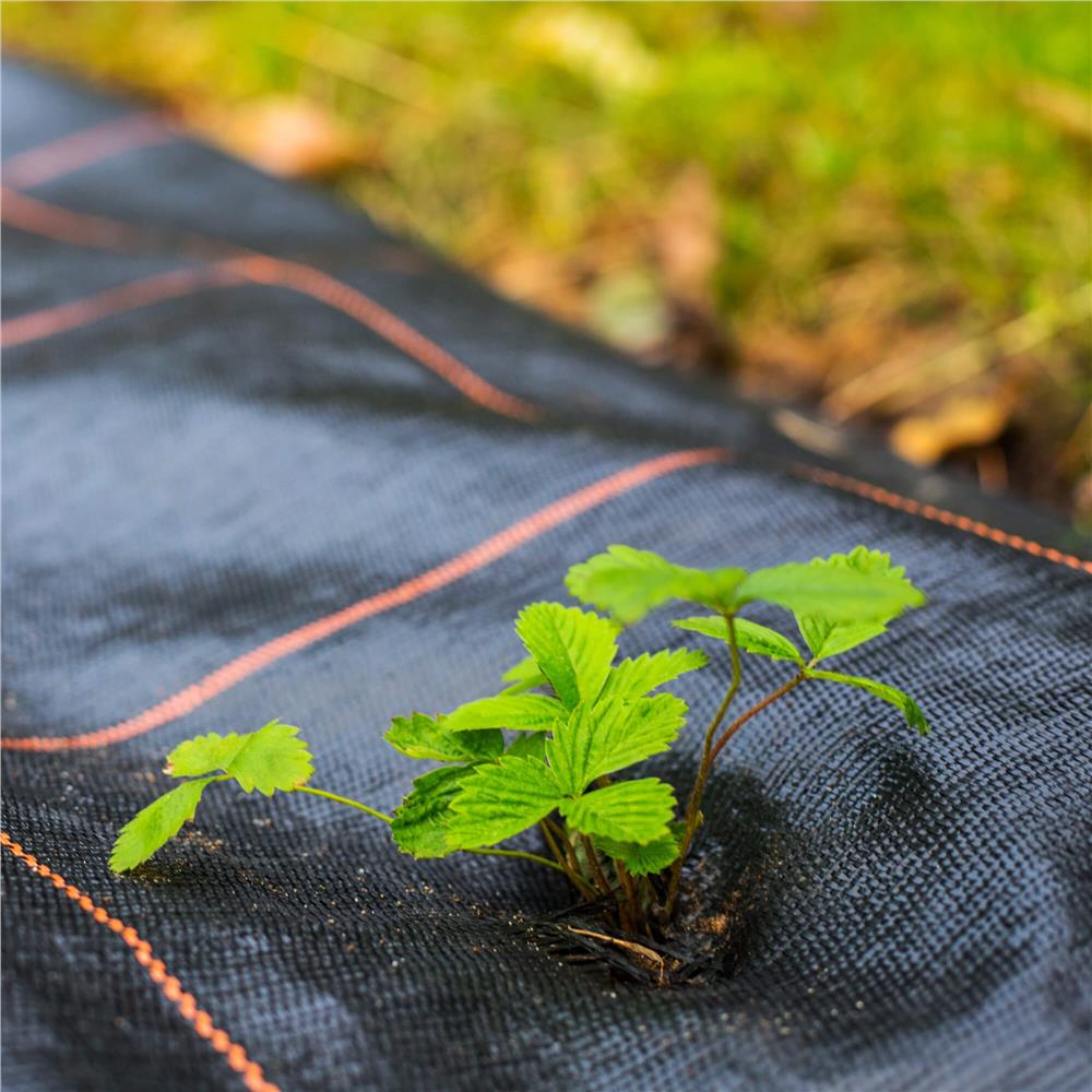 Folie agrotextil, mulcire, antiburuieni, filtru UV, 50 x 1.6metri, 90g/m2, negru