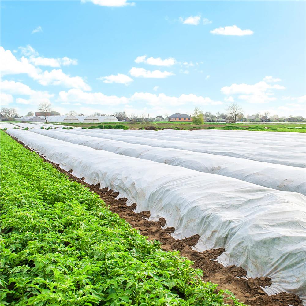 Folie agrotextil, mulcire, antiburuieni, filtru UV, 50 x 1.1metri, 70g/m2, alb