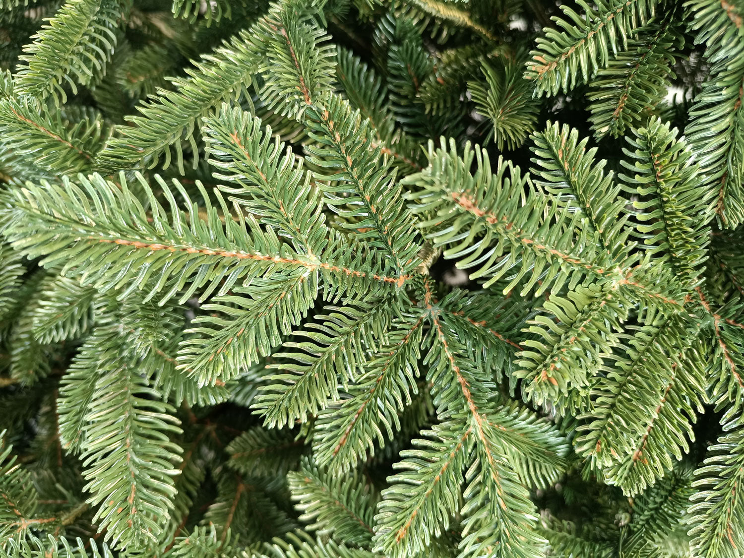 Brad artificial Christmas Deluxe by Sersimo, Canada verde, 3D, 250cm