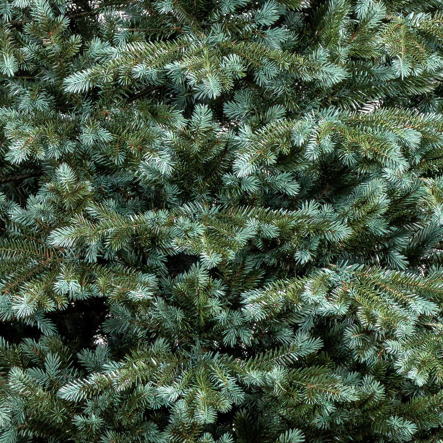 Brad artificial Christmas Deluxe by Sersimo, Alaska Select verde argintiu, integral 3D, 210 cm