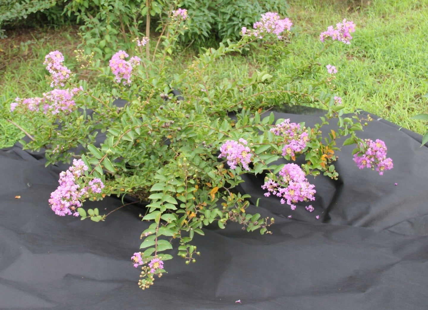 Folie agrotextil, mulcire, antiburuieni, filtru UV, 20 x 1 metru, 50g/m2, negru