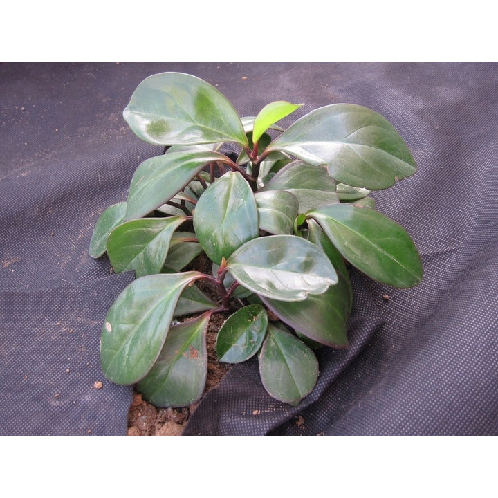 Folie agrotextil, mulcire, antiburuieni, filtru UV, 20 x 1 metru, 50g/m2, negru