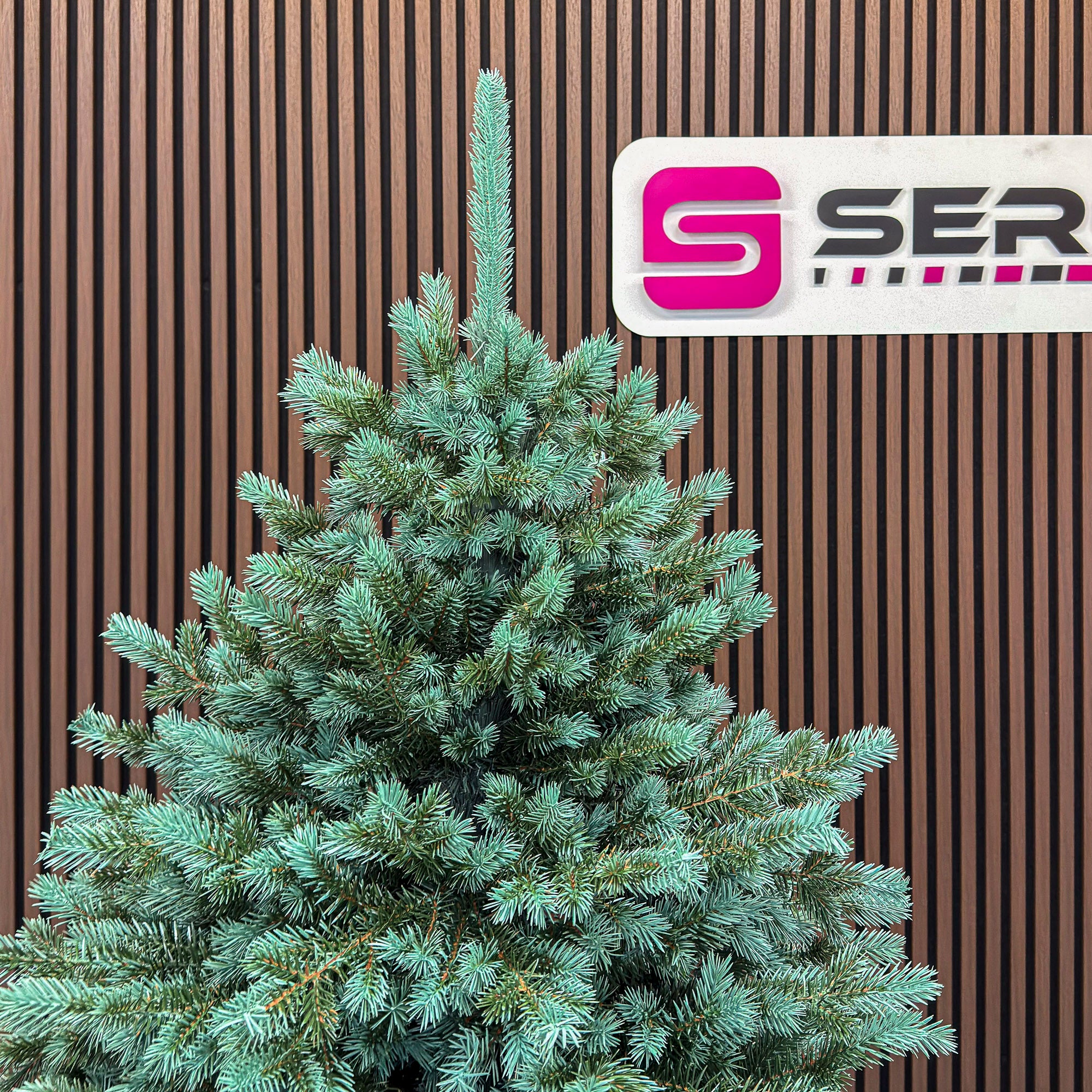 Brad artificial Christmas Deluxe by Sersimo, Alaska Select verde argintiu, integral 3D, 180 cm
