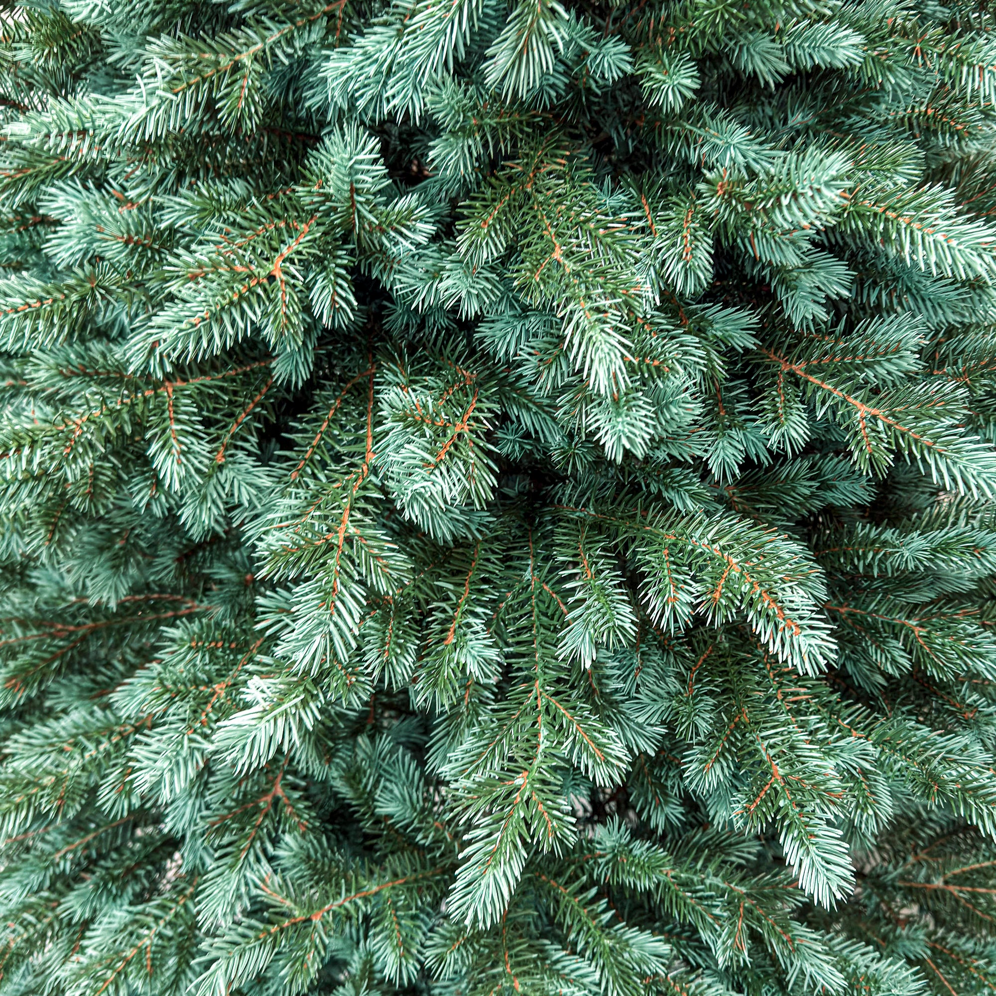 Brad artificial Christmas Deluxe by Sersimo, Alaska Select verde argintiu, integral 3D, 180 cm