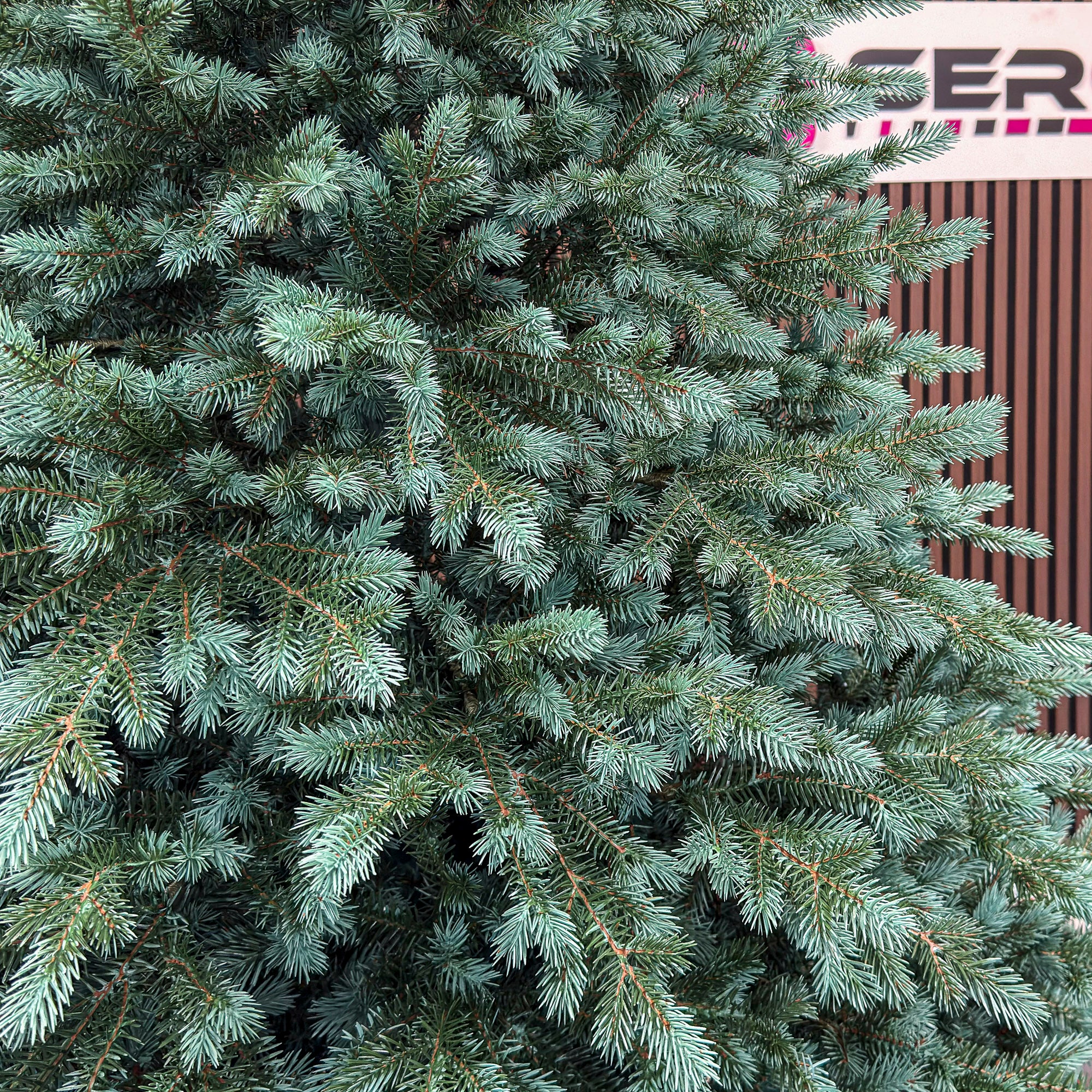 Brad artificial Christmas Deluxe by Sersimo, Alaska Select verde argintiu, integral 3D, 250 cm