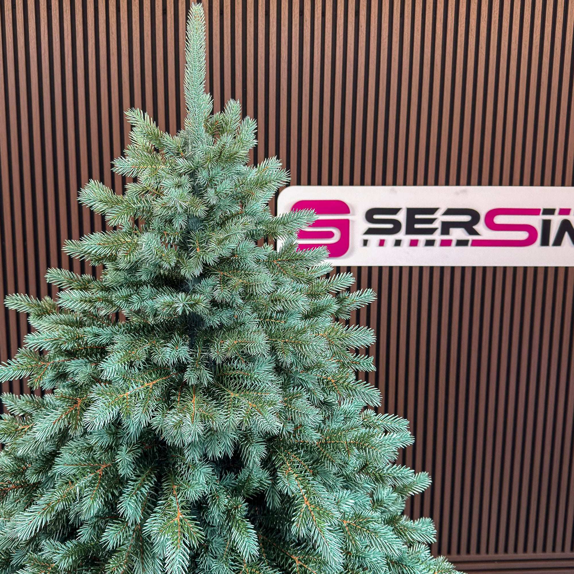 Brad artificial Christmas Deluxe by Sersimo, Alaska Select verde argintiu, integral 3D, 250 cm