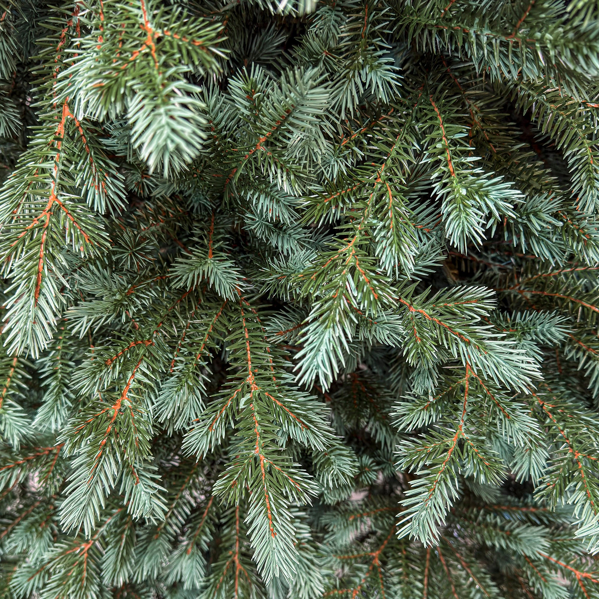 Brad artificial Christmas Deluxe by Sersimo, Alaska Select verde argintiu, integral 3D, 250 cm