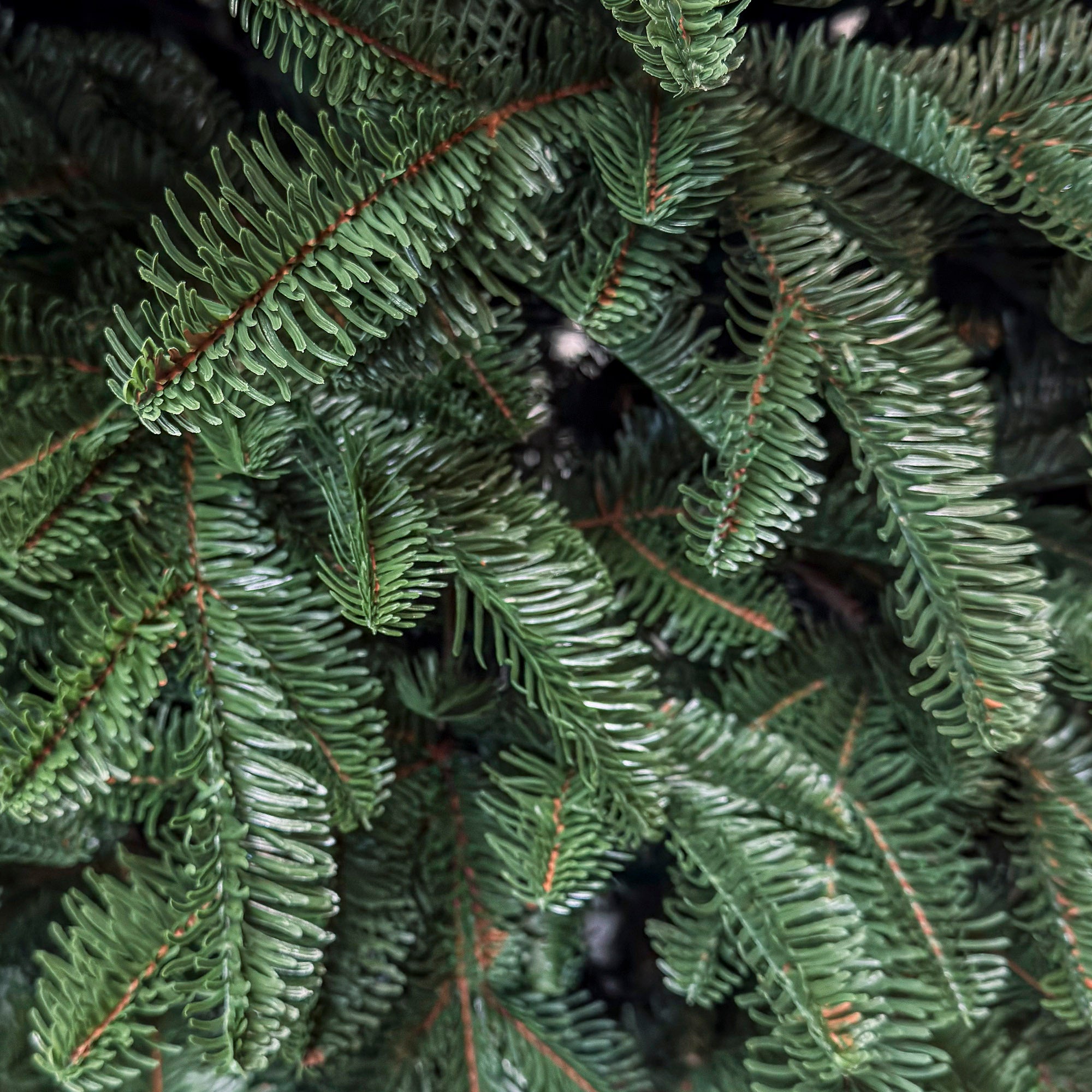 Brad artificial Christmas Deluxe by Sersimo, Alaska, verde, mix 2D+3D, 250 cm