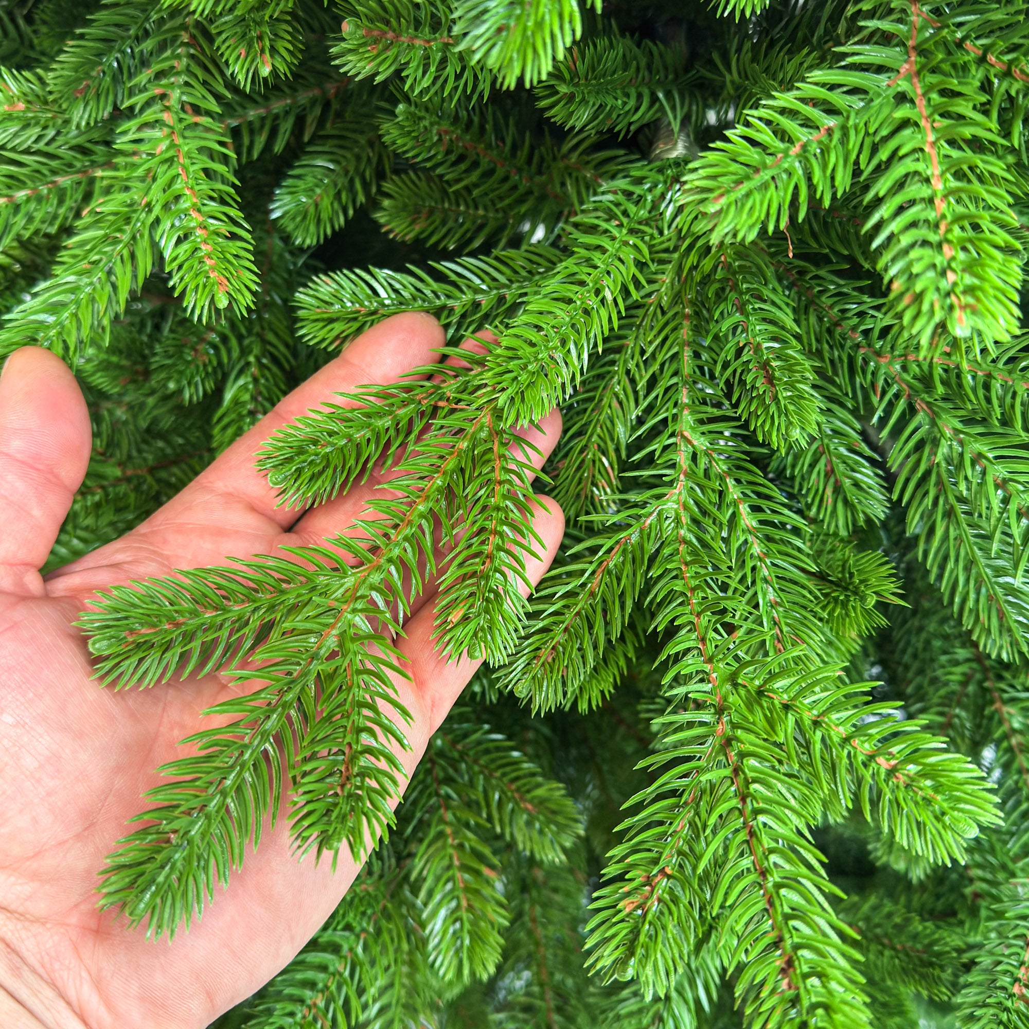 Brad artificial Sersimo, Alindra Elite, verde, integral 3D, 210 cm