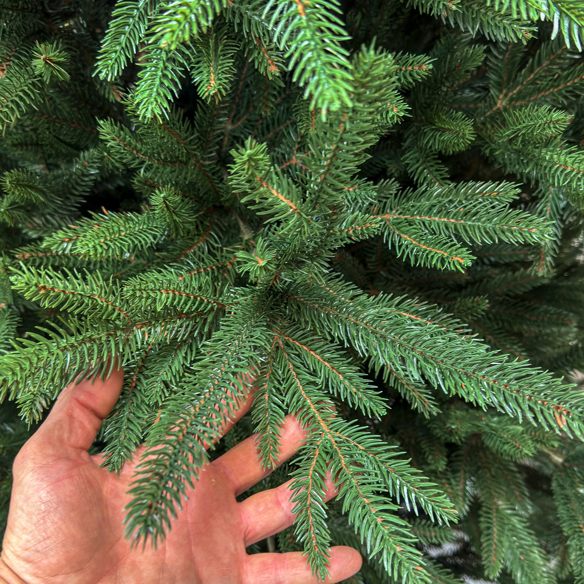 Brad artificial Christmas Deluxe by Sersimo, Alpine, verde, integral 3D, 230 cm