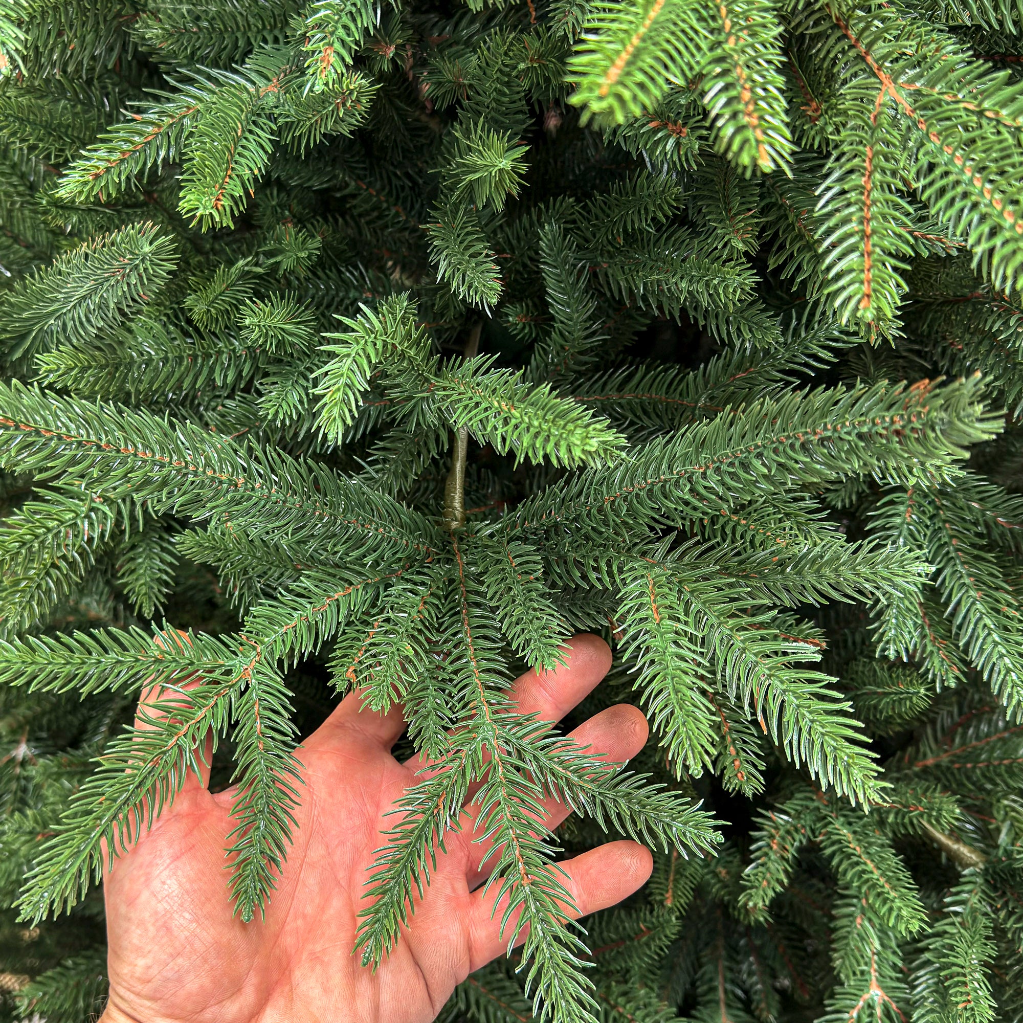 Brad artificial Christmas Deluxe by Sersimo, Alpine, verde, integral 3D, 230 cm
