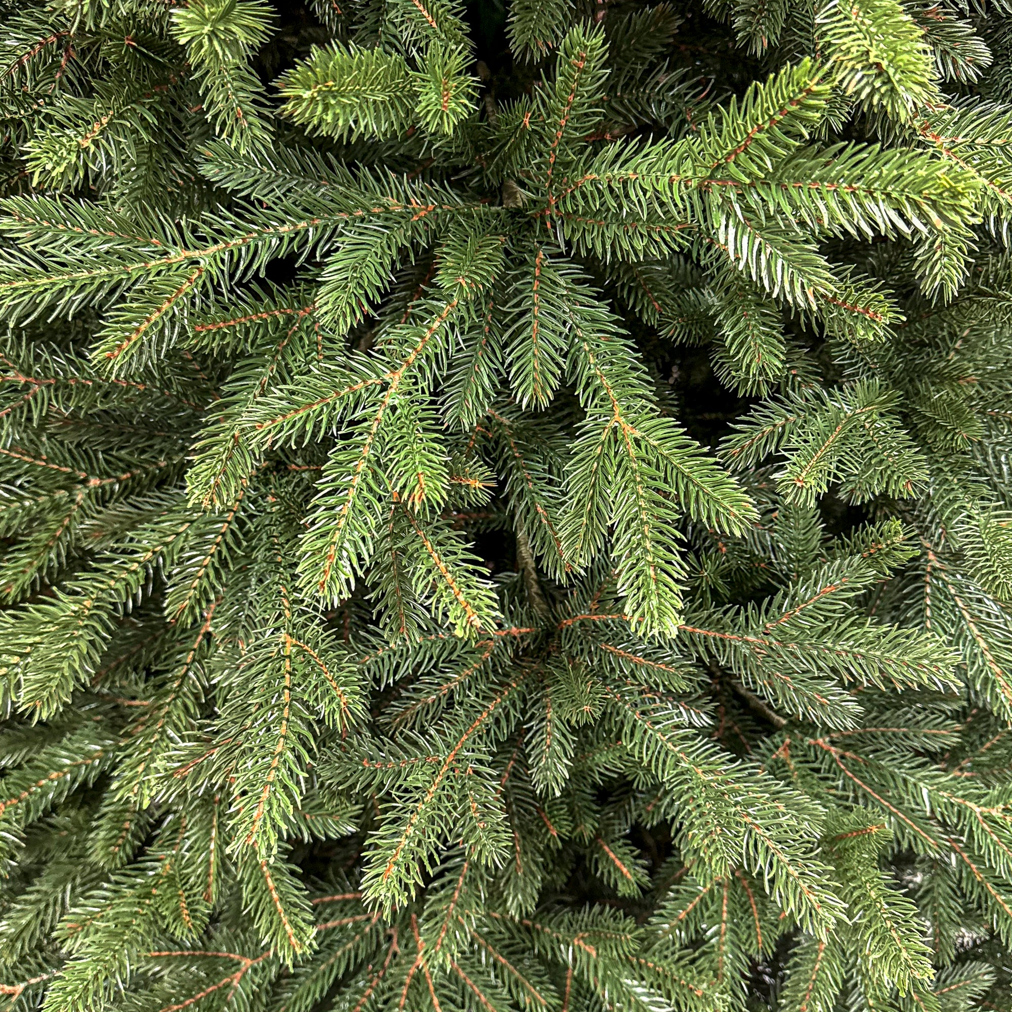 Brad artificial Christmas Deluxe by Sersimo, Alpin Select, integral 3D, 250 cm