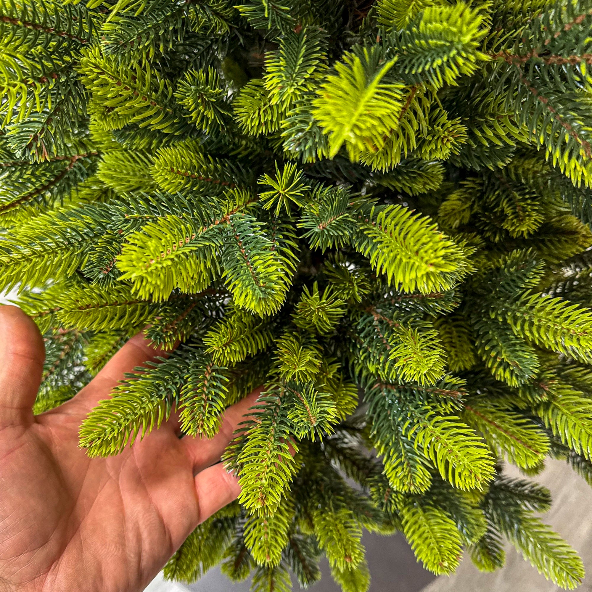 Brad artificial Christmas Deluxe by Sersimo, Viena Elite Spring in ghiveci, 3D, 110 cm