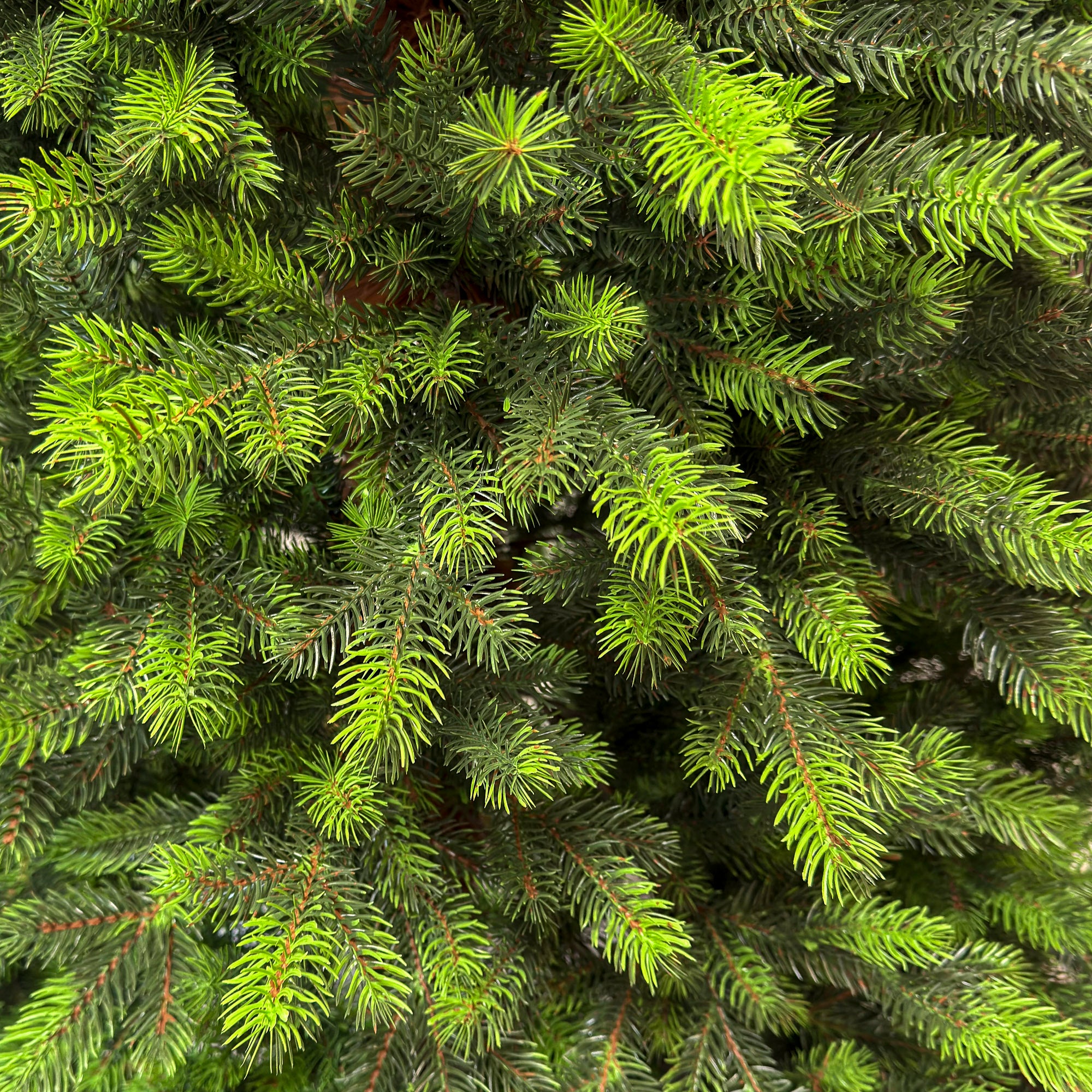 Brad artificial Sersimo, Hollandia, verde cu varfuri verzi, integral 3D, 180 cm