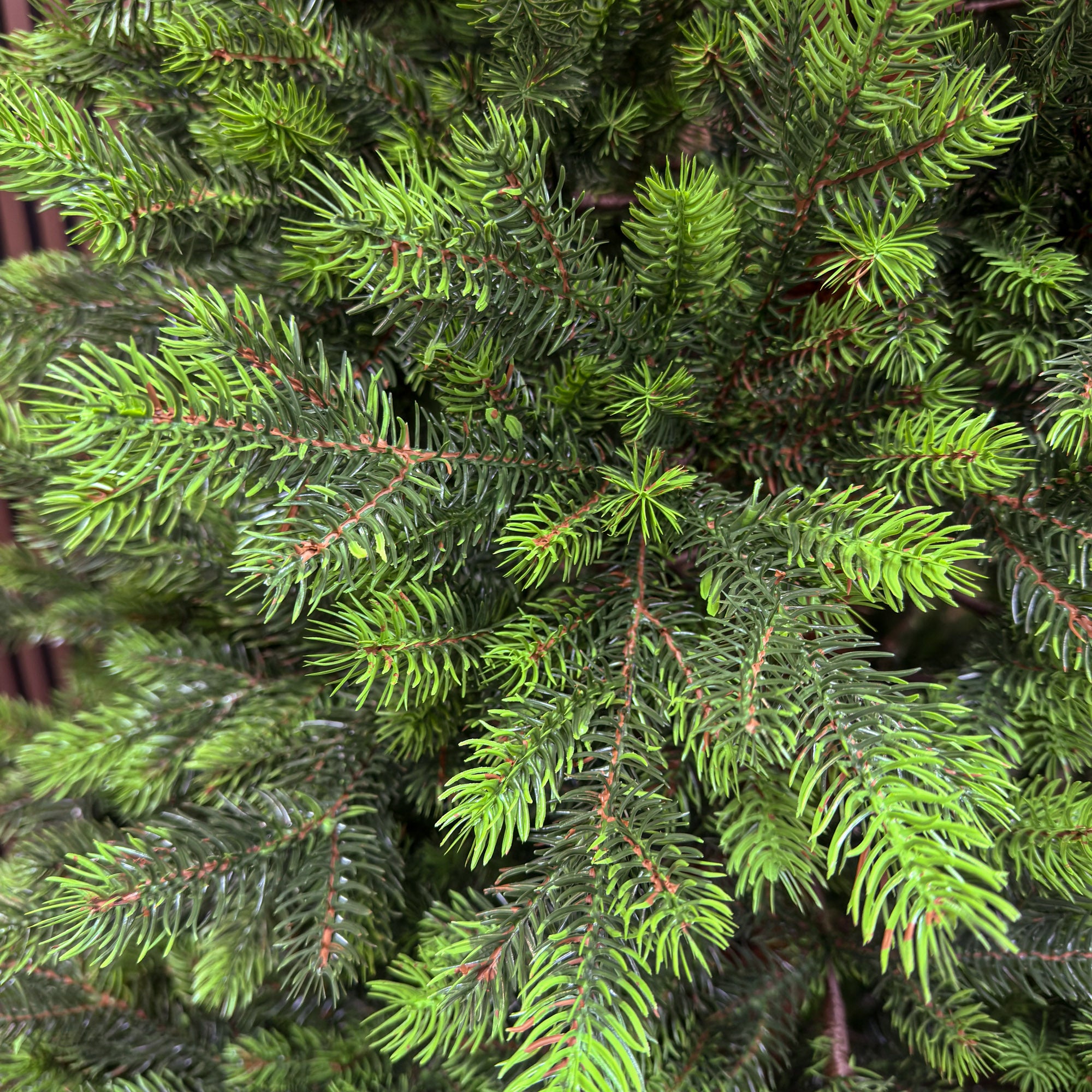 Brad artificial Sersimo, Hollandia, verde cu varfuri verzi, integral 3D, 250 cm