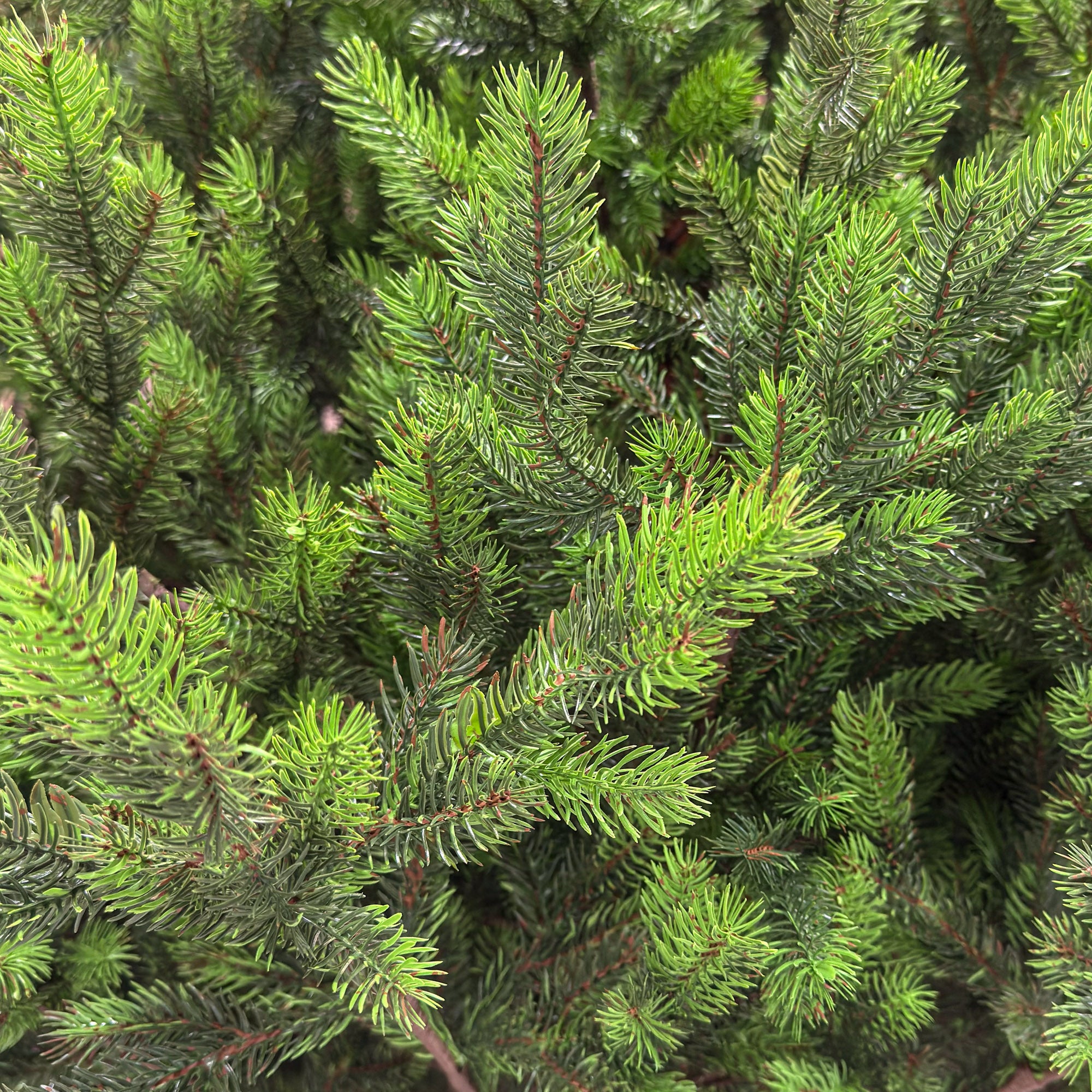 Brad artificial Sersimo, Hollandia, verde cu varfuri verzi, integral 3D, 250 cm