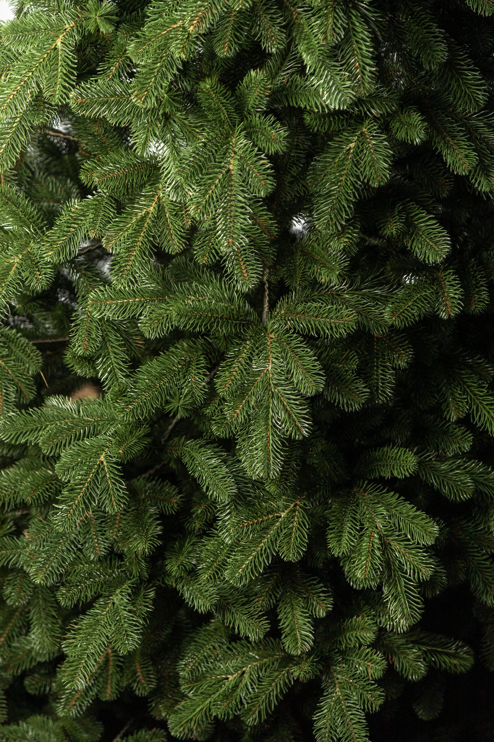 Brad artificial Christmas Deluxe by Sersimo, Kovalivka Select, integral 3D, 230cm