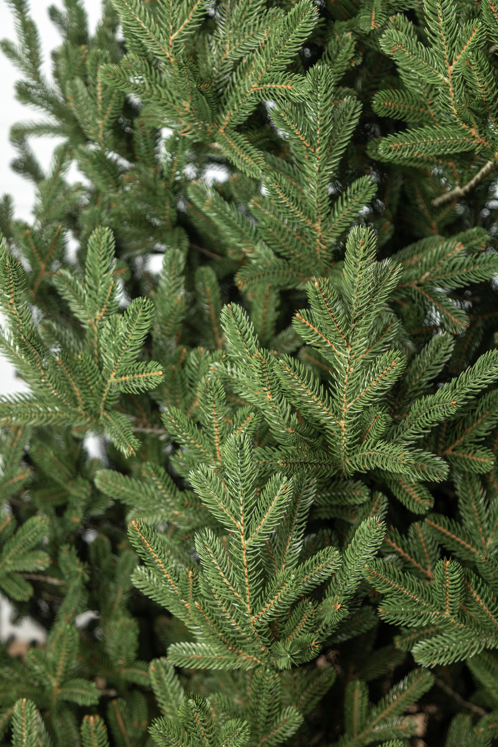 Brad artificial Christmas Deluxe by Sersimo, Viena Select, integral 3D, 210cm
