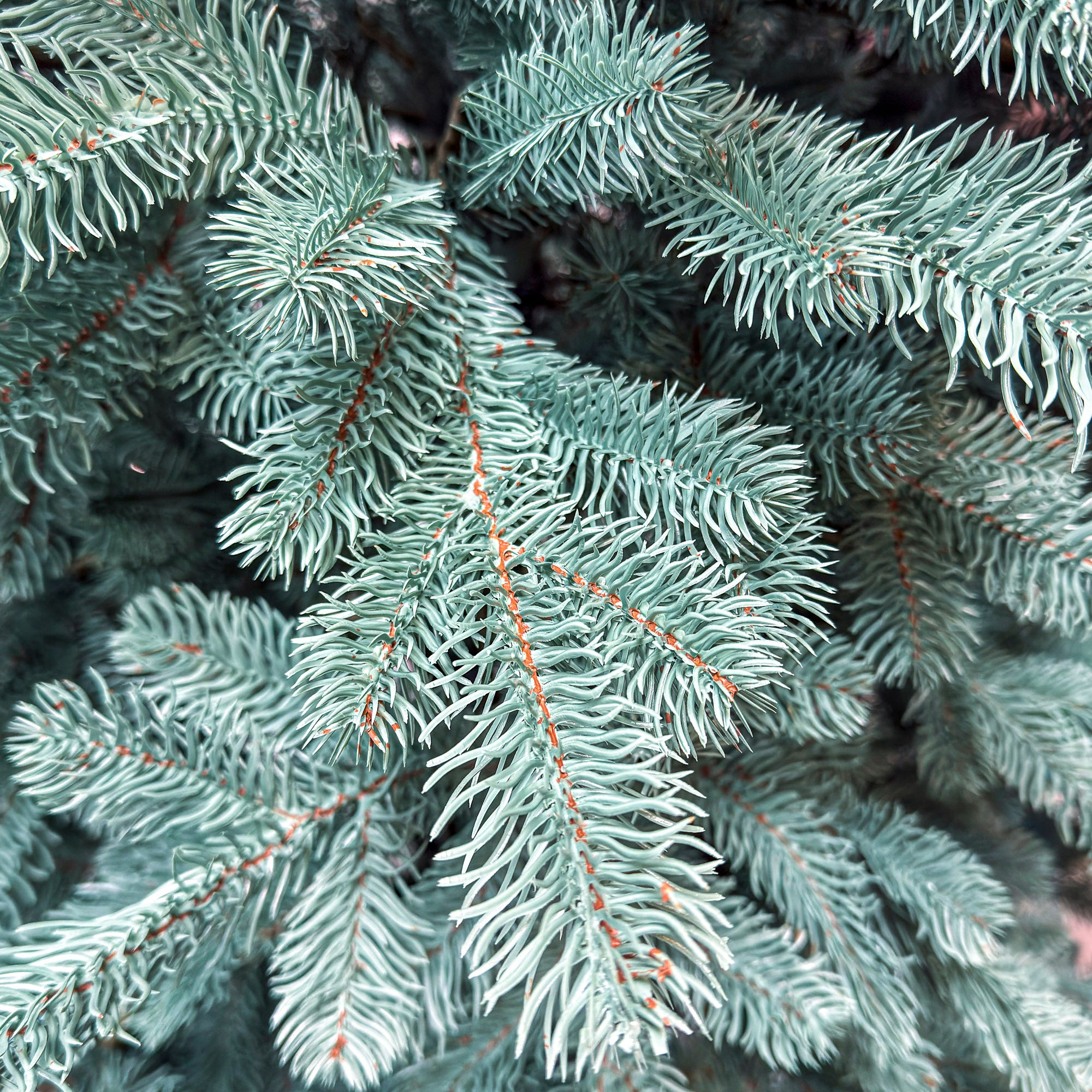 Brad artificial Christmas Deluxe by Sersimo, Kovalivka Select argintiu, integral 3D, 230 cm