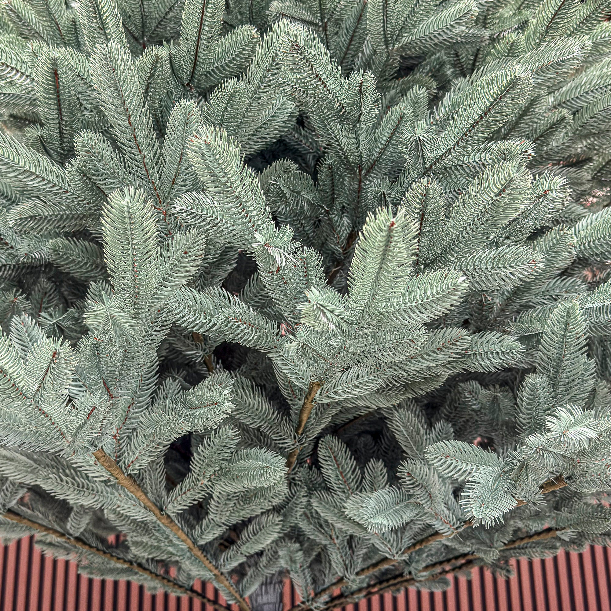 Brad artificial Christmas Deluxe by Sersimo, Laponia Select argintiu, integral 3D, 250cm