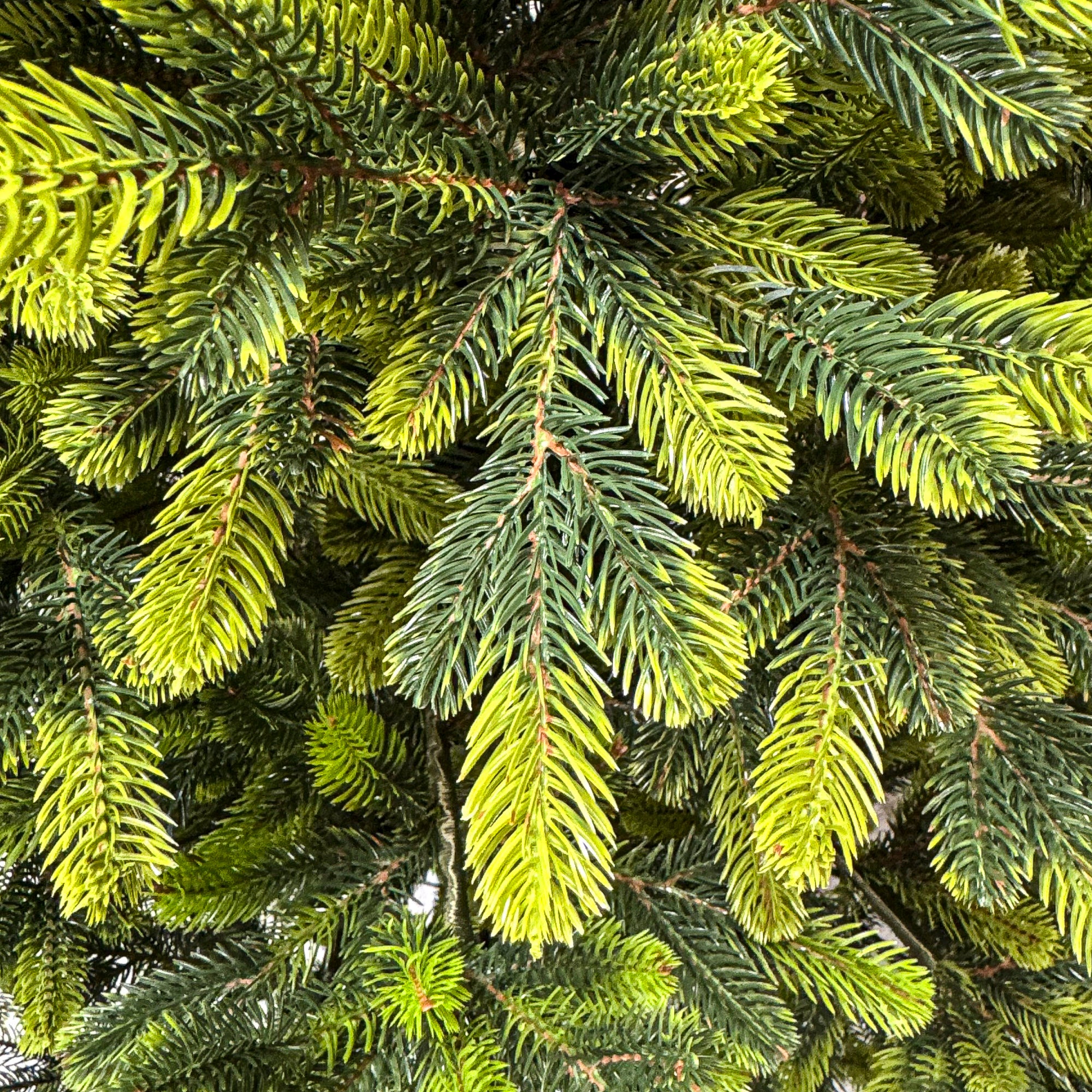 Brad artificial Christmas Deluxe by Sersimo, Polar Spring Select, integral 3D, 210 cm