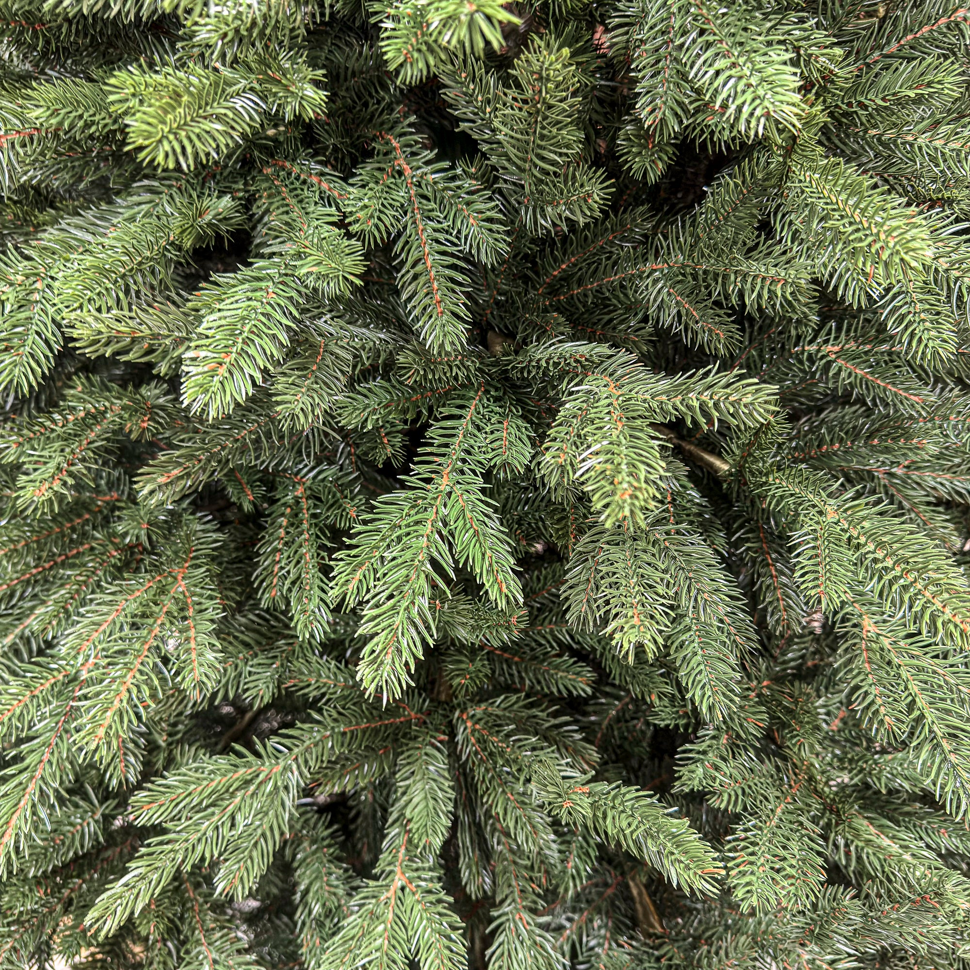 Brad artificial Christmas Deluxe by Sersimo, Alpin Select, integral 3D, 230cm