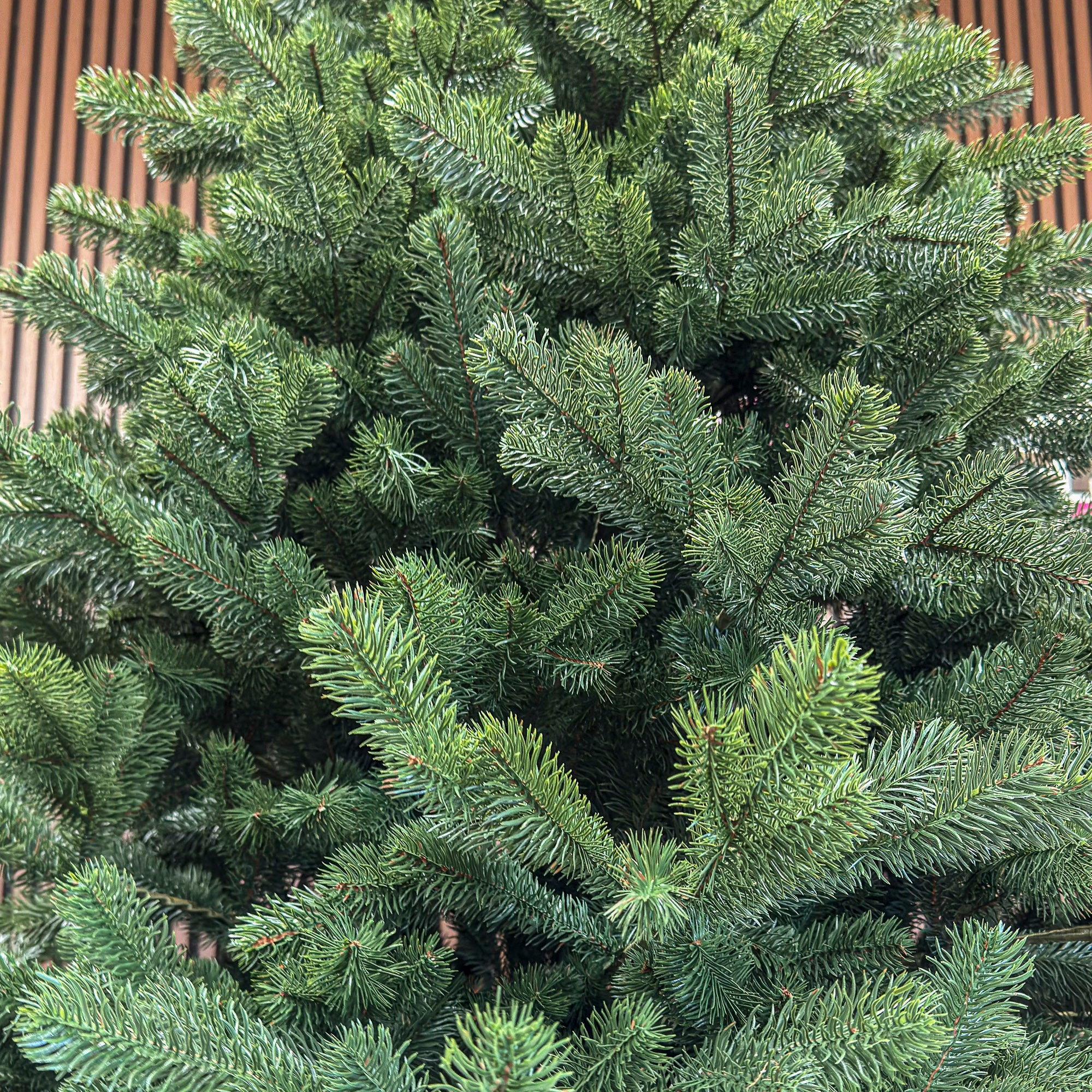 Brad artificial Christmas Deluxe by Sersimo, Kovalivka Select, integral 3D, 230cm