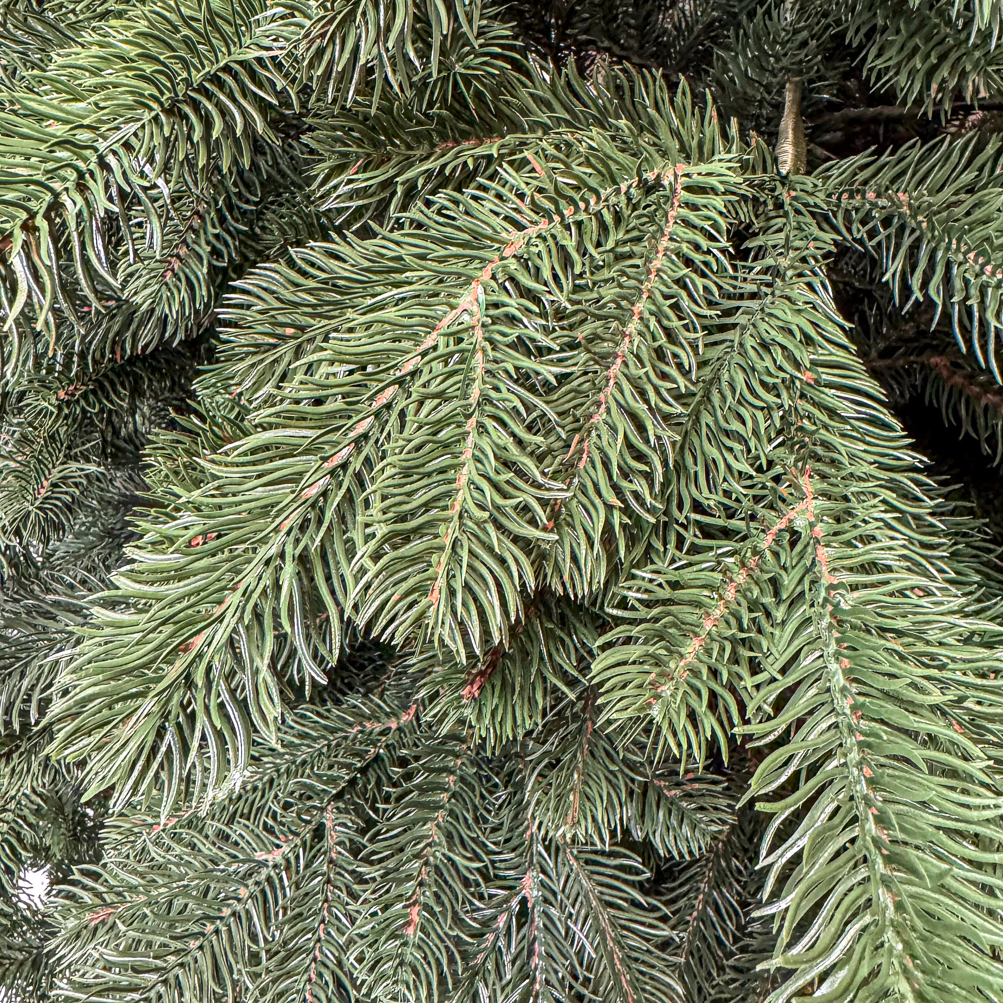 Brad artificial Christmas Deluxe by Sersimo, Kovalivka Select, integral 3D, 230cm
