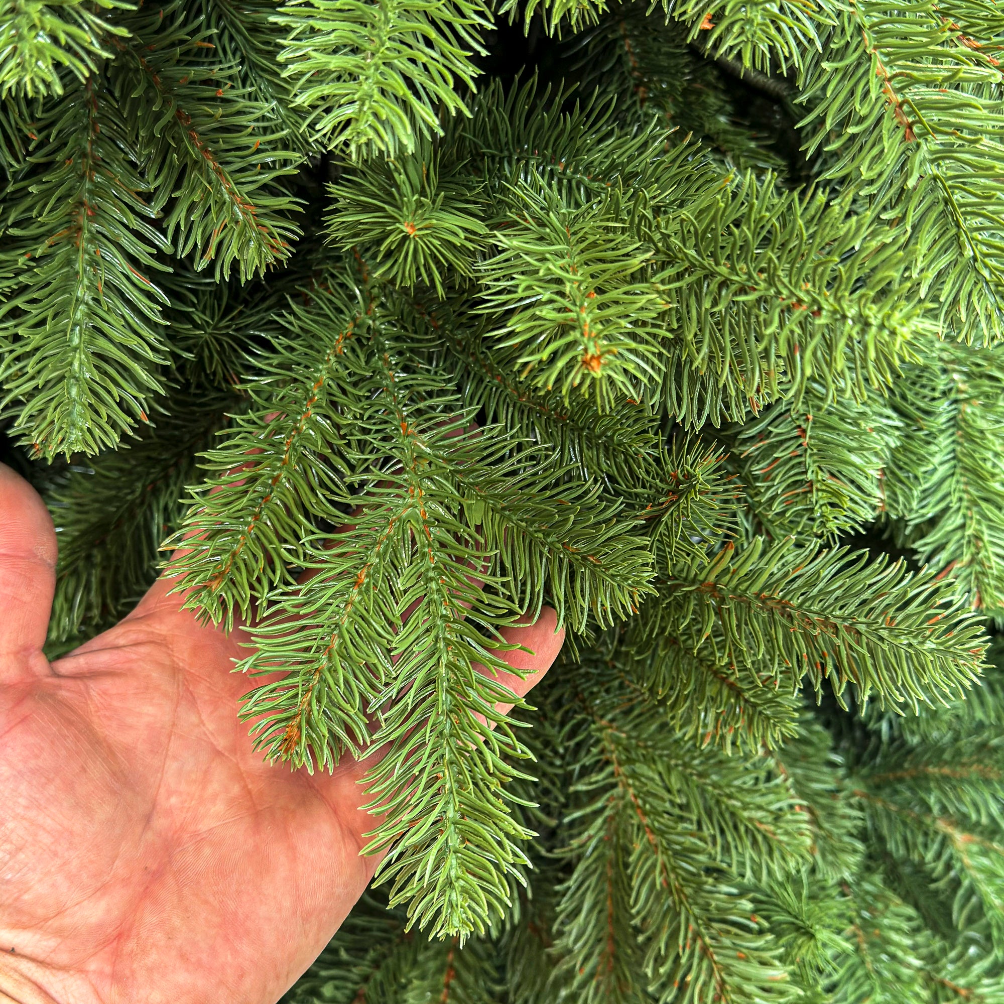 Brad artificial Sersimo, Silvee Elite, verde, integral 3D, 220 cm