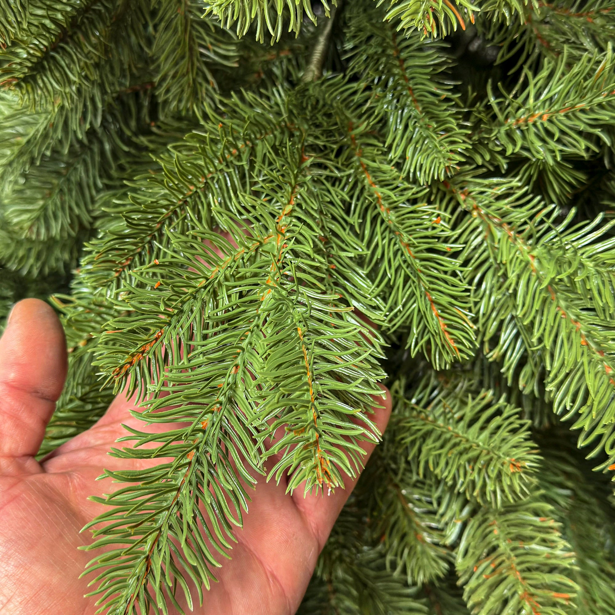 Brad artificial Sersimo, Silvee Elite, verde, integral 3D, 220 cm