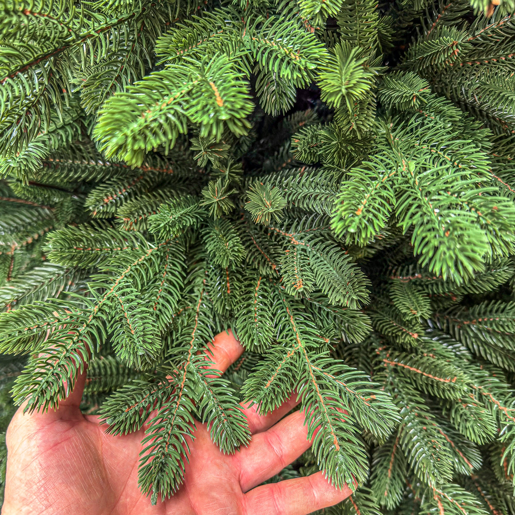 Brad artificial Sersimo, Sionne Elite, verde, integral 3D, 240 cm