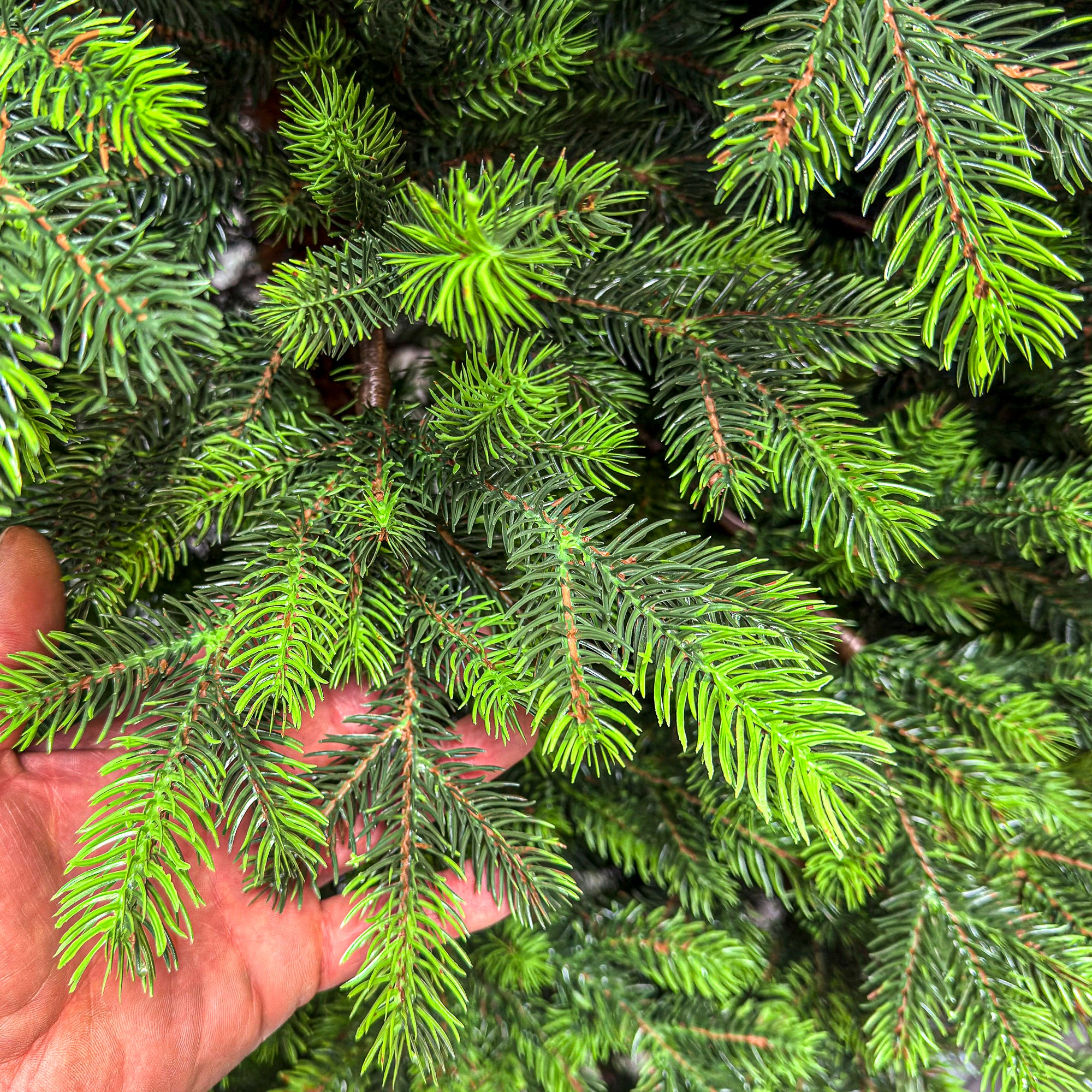 Brad artificial Sersimo, Hollandia, verde cu varfuri verzi, integral 3D, 250 cm