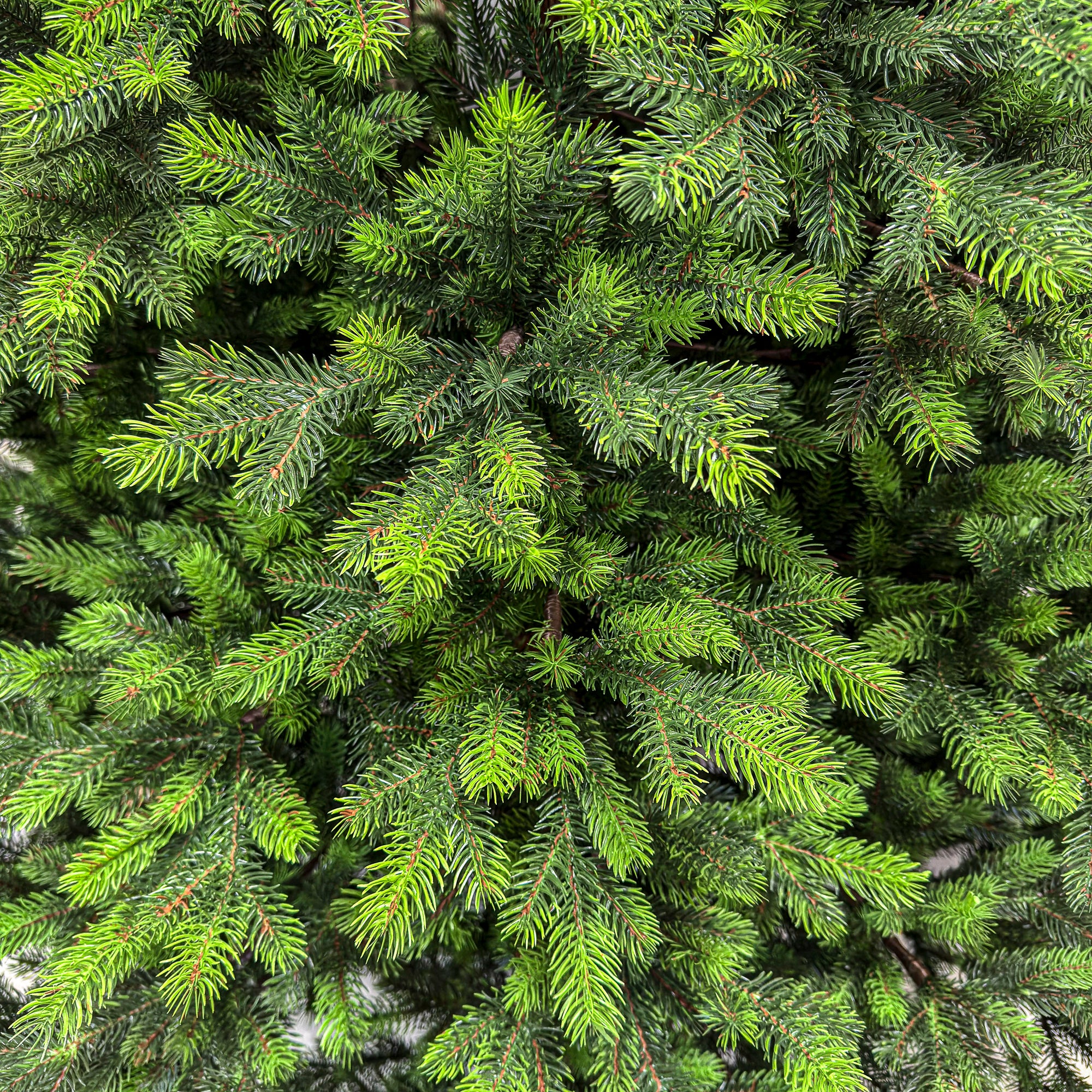 Brad artificial Sersimo, Hollandia, verde cu varfuri verzi, integral 3D, 250 cm