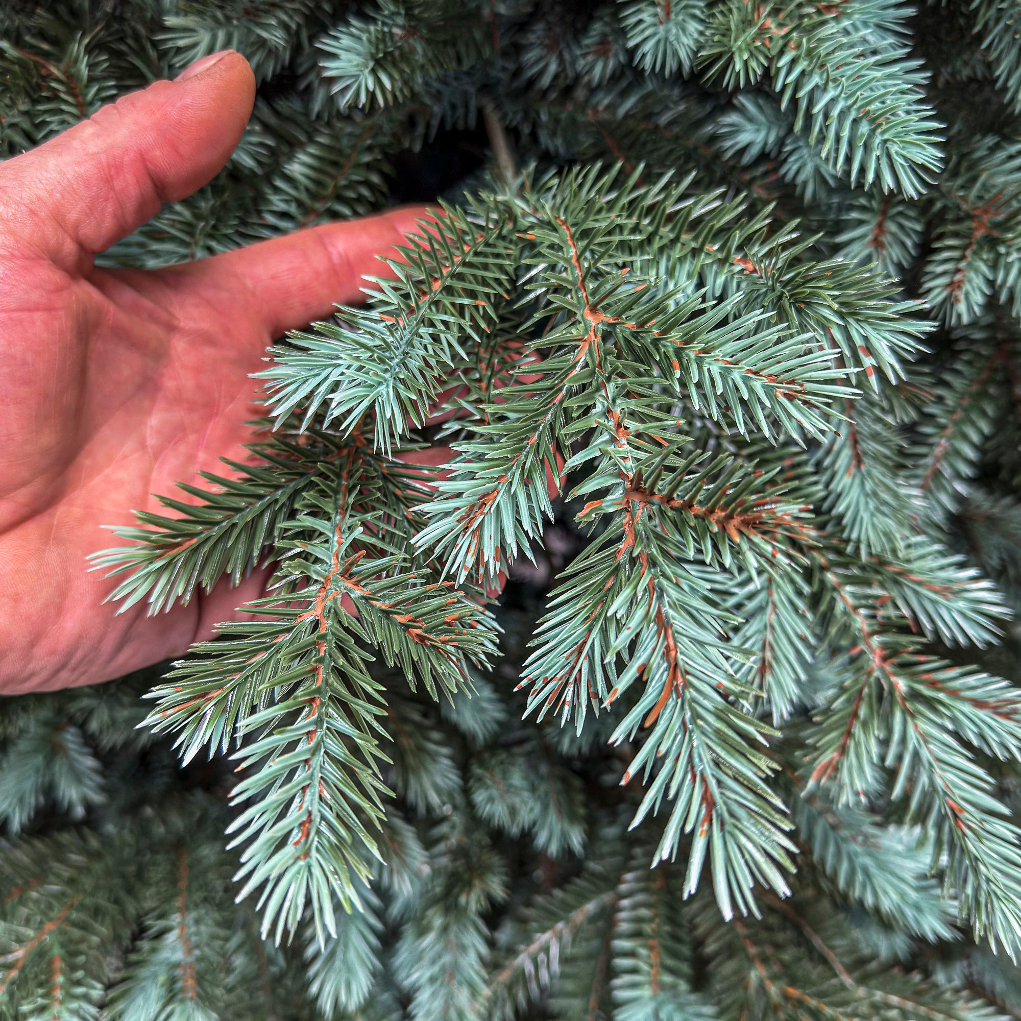 Brad artificial Sersimo, Scandinavia, verde cu varfuri argintii, integral 3D, 250 cm