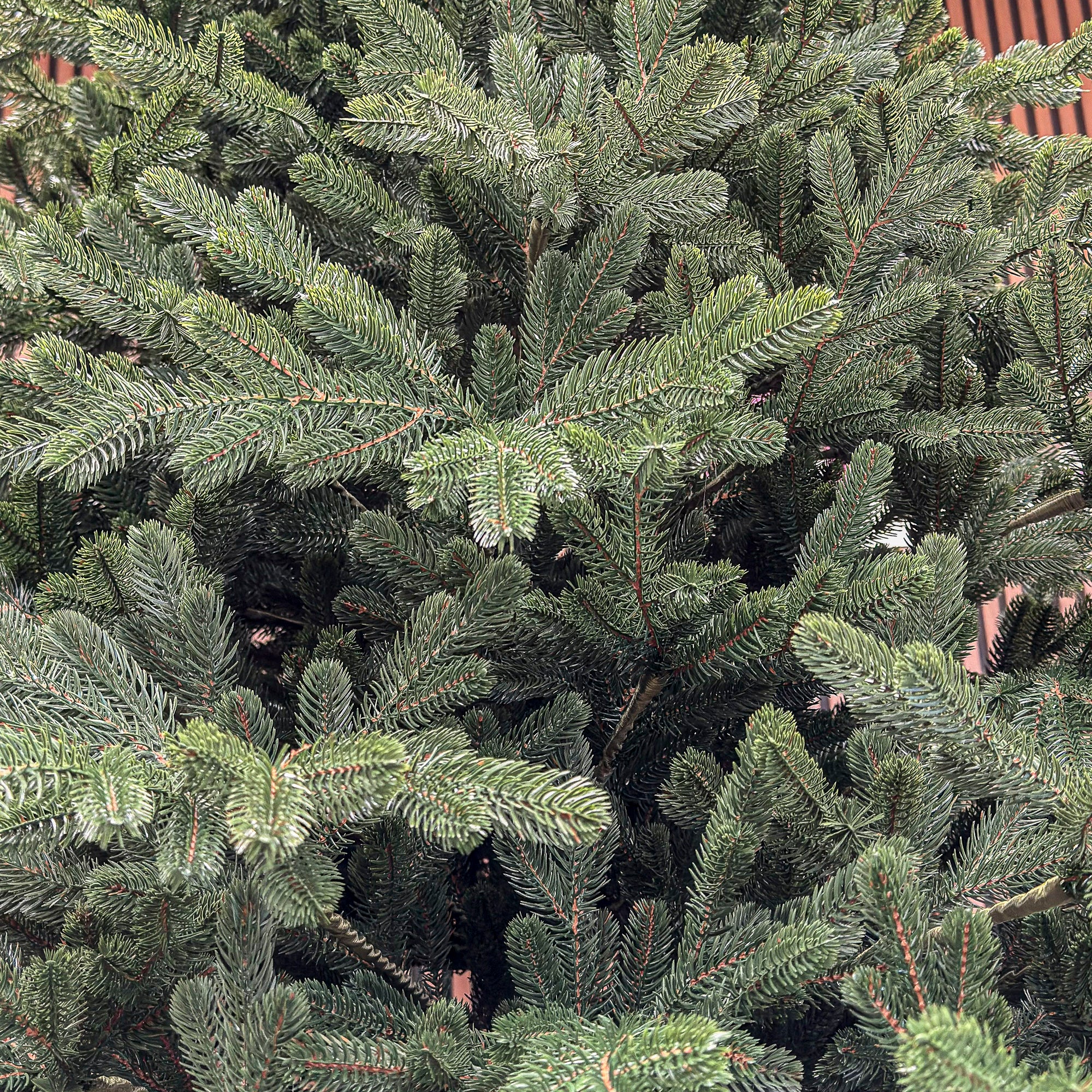 Brad artificial Christmas Deluxe by Sersimo, Viena verde, 3D, 250cm