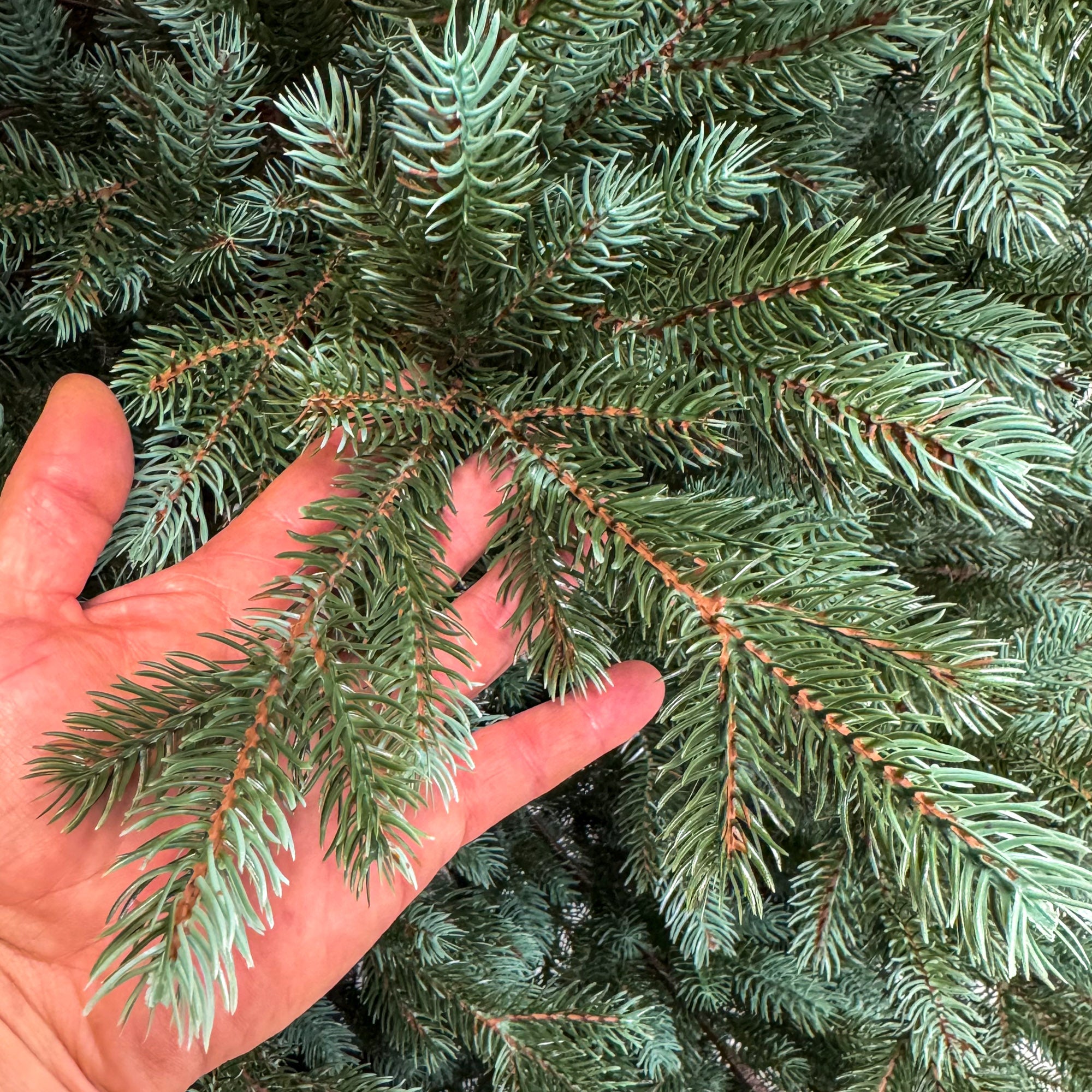 Brad artificial Sersimo, Hollandia, verde cu varfuri argintii, integral 3D, 210 cm