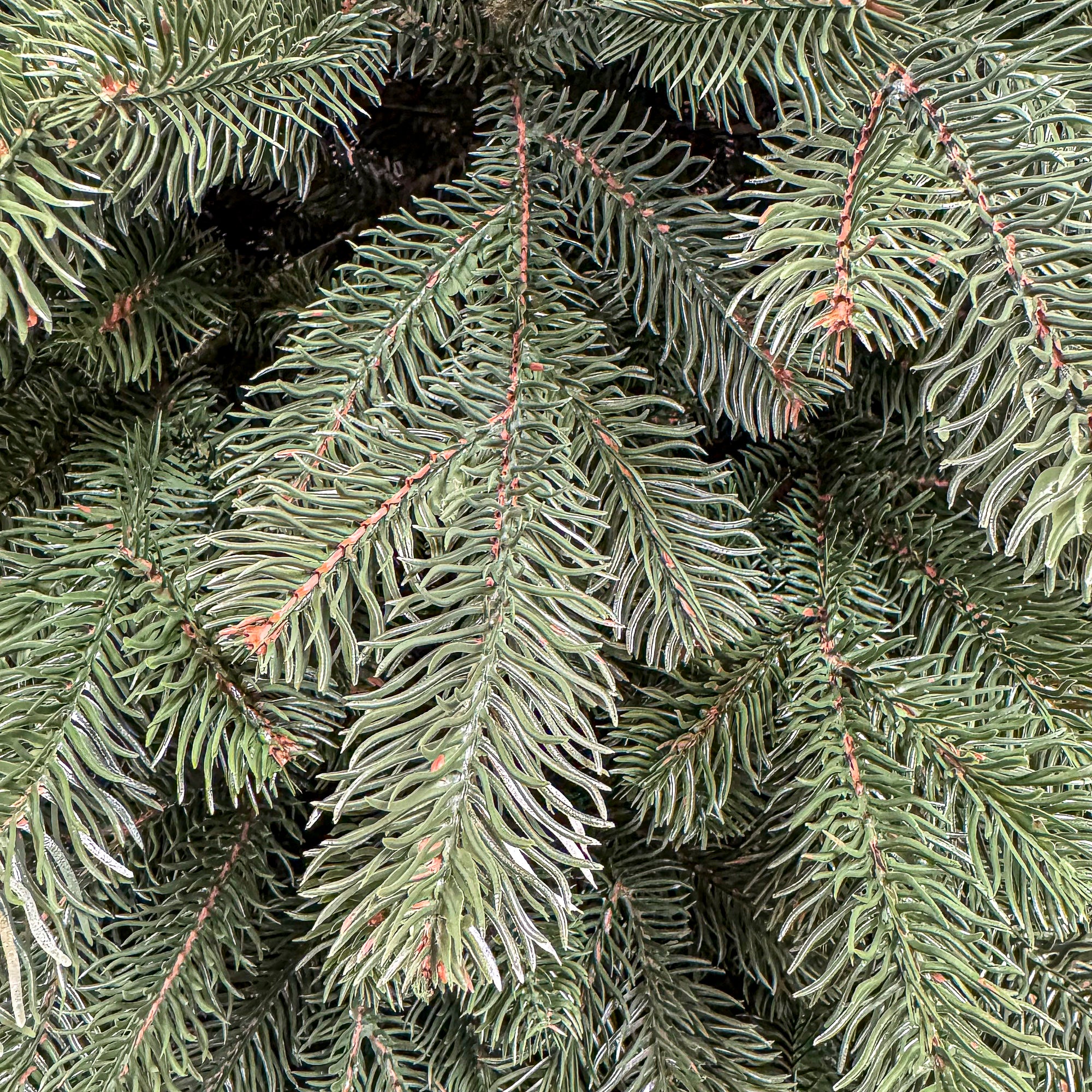 Brad artificial Christmas Deluxe by Sersimo, Versailles Select, integral 3D, 230 cm