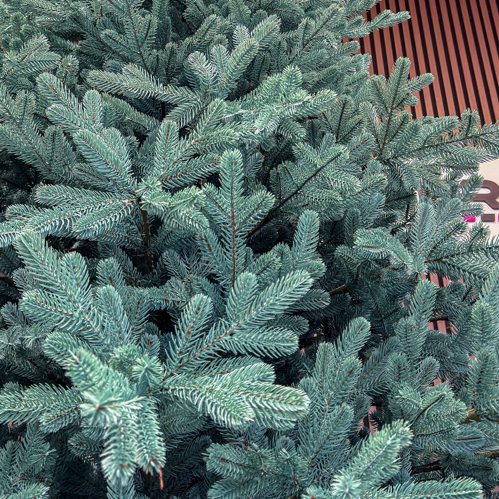 Brad artificial Christmas Deluxe by Sersimo, Viena Select argintiu, integral 3D, 250 cm