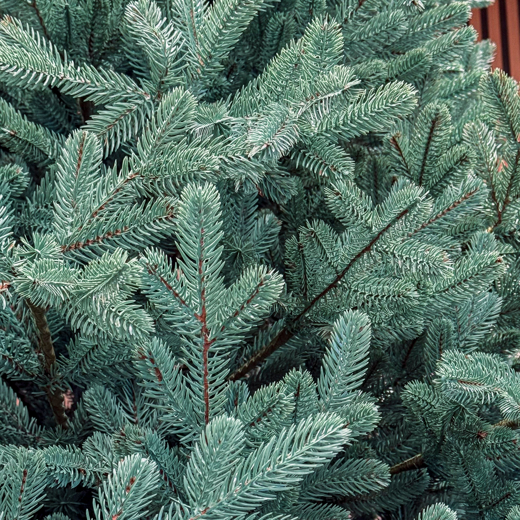 Brad artificial Christmas Deluxe by Sersimo, Viena Select argintiu, integral 3D, 250 cm