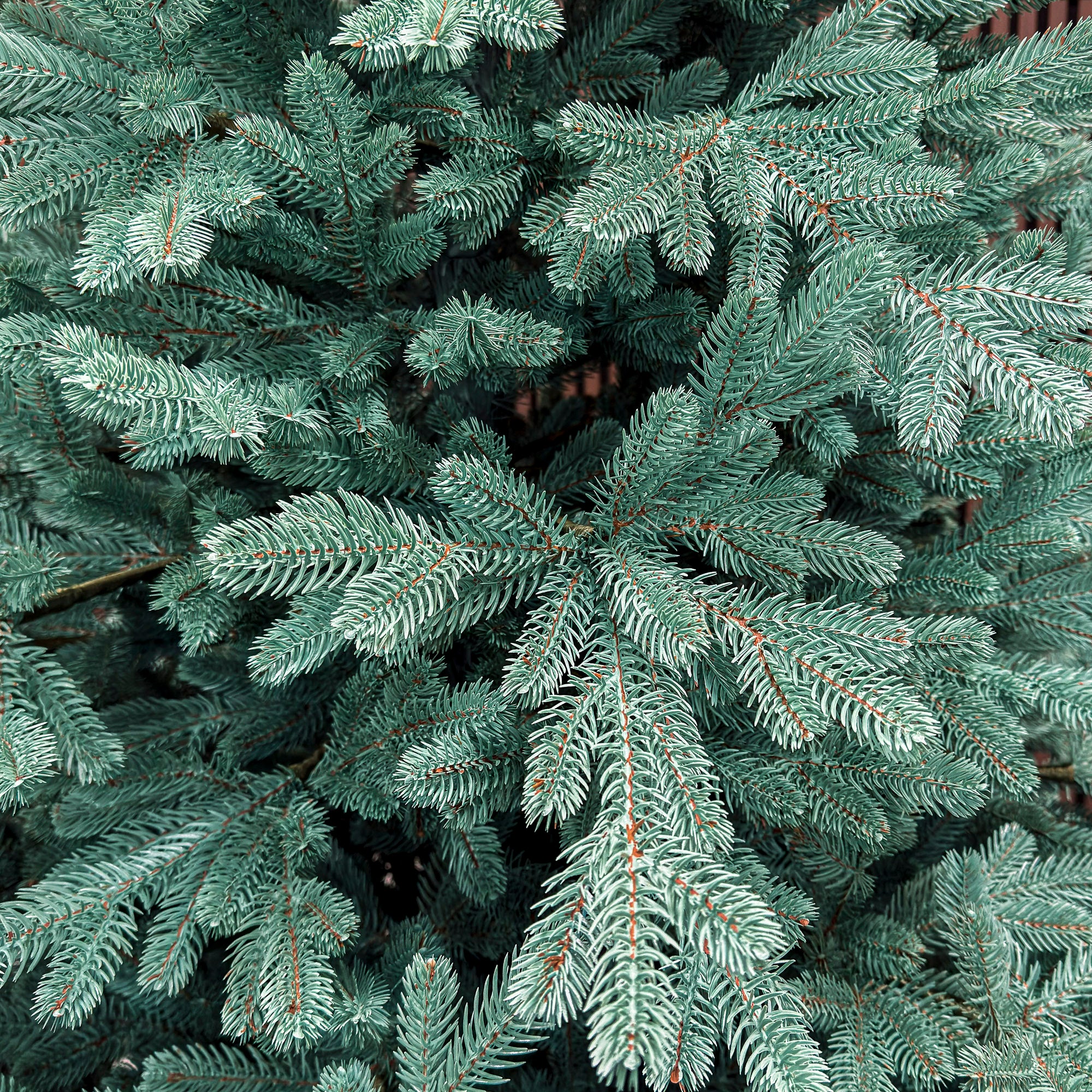 Brad artificial Christmas Deluxe by Sersimo, Viena Select argintiu, integral 3D, 250 cm
