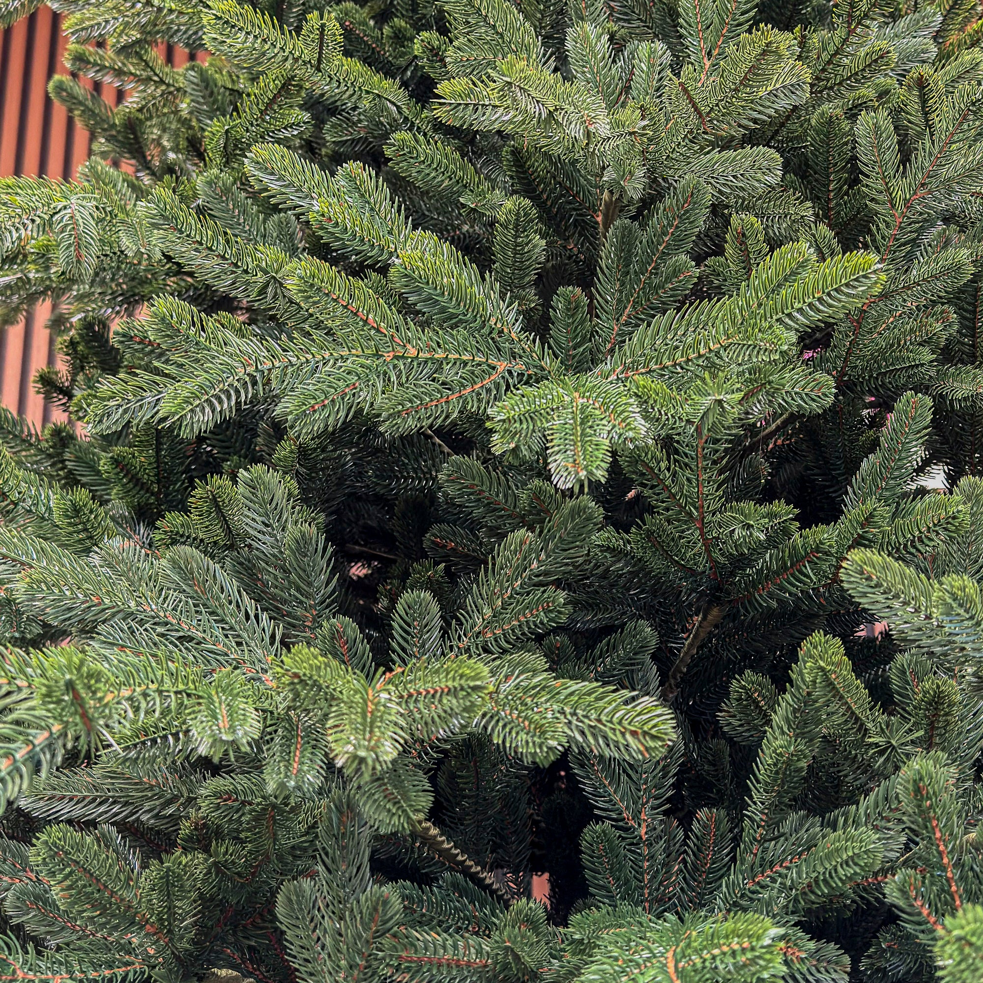 Brad artificial Christmas Deluxe by Sersimo, Viena Select, integral 3D, 300 cm