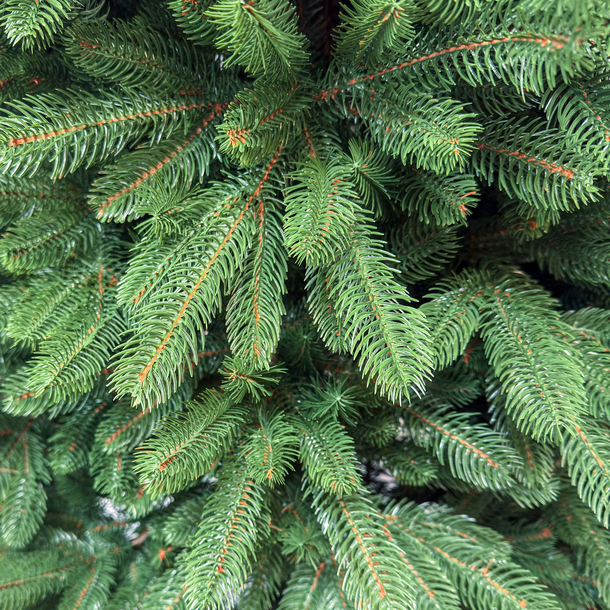 Brad artificial Sersimo, Viorisse Elite, verde, integral 3D, 220 cm