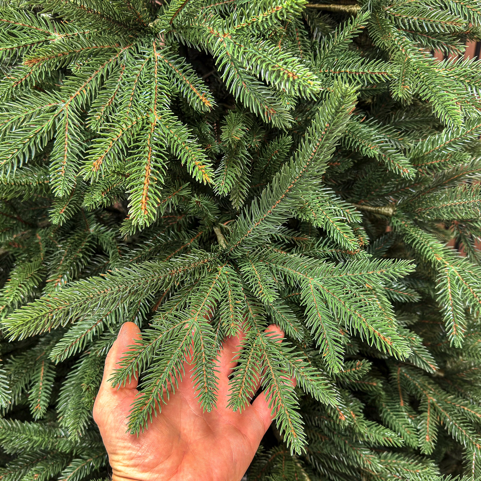 Brad artificial Christmas Deluxe by Sersimo, Alpine, verde, integral 3D, 250 cm