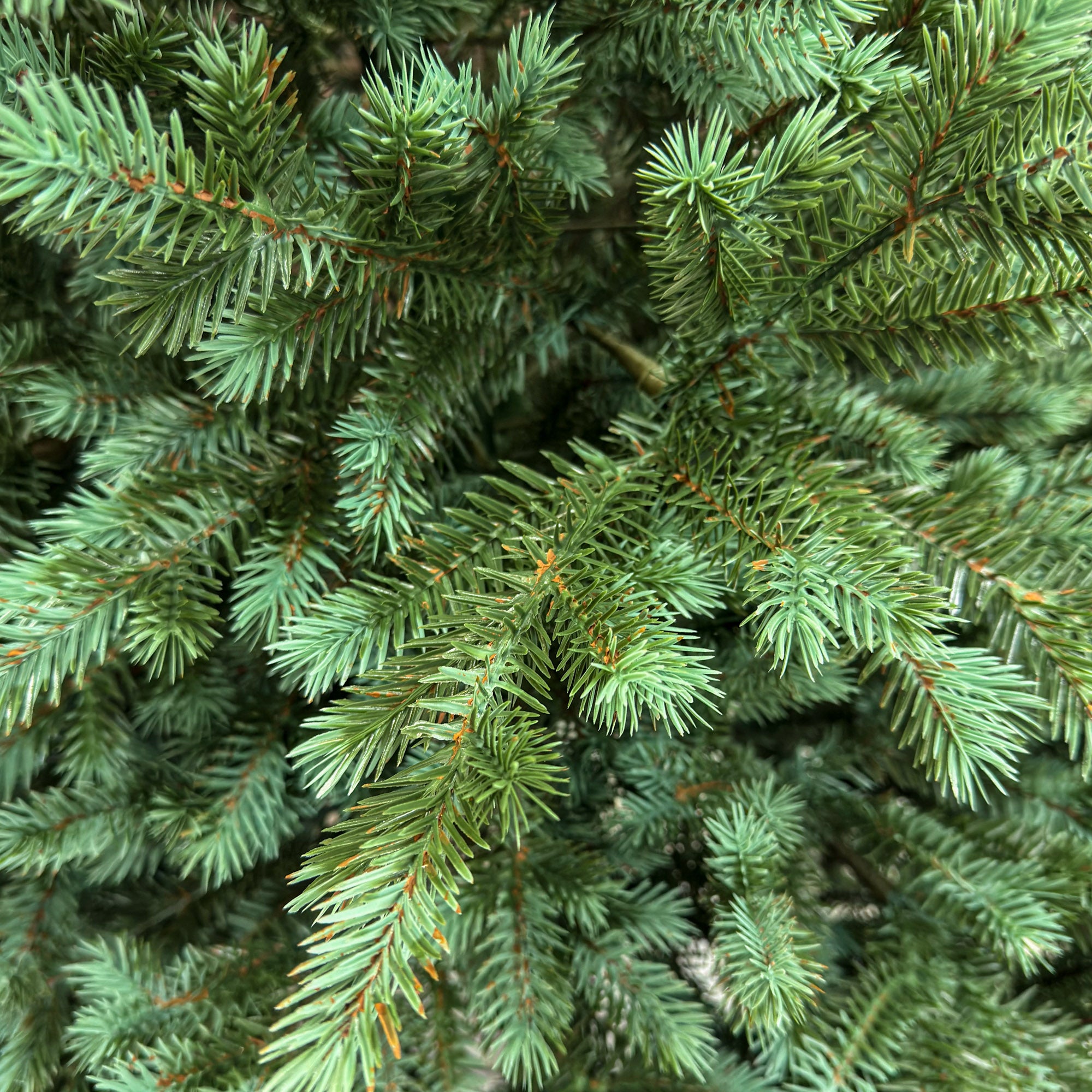Brad artificial Sersimo, Scandinavia, verde cu varfuri argintii, integral 3D, 180 cm