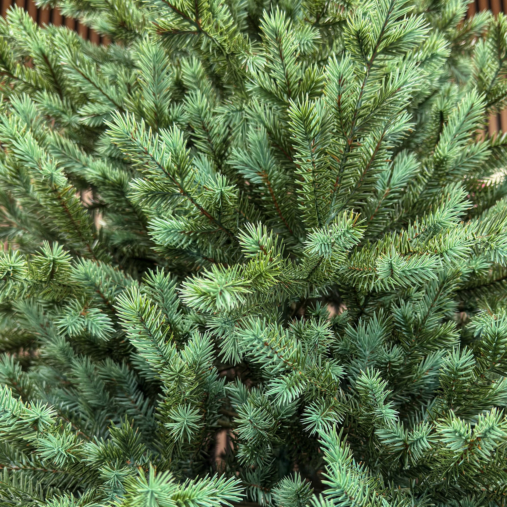 Brad artificial Sersimo, Scandinavia, verde cu varfuri argintii, integral 3D, 230 cm